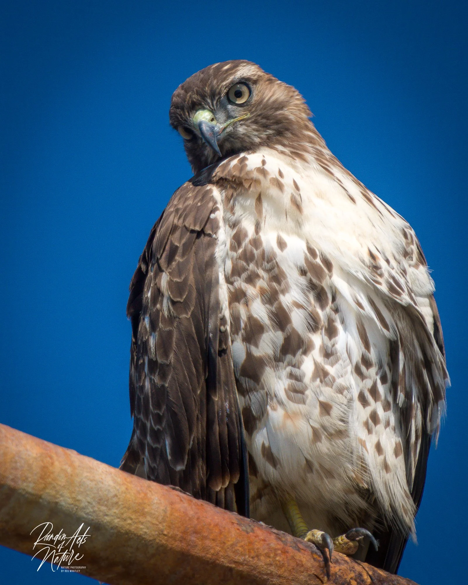 red tail ponto W.jpg