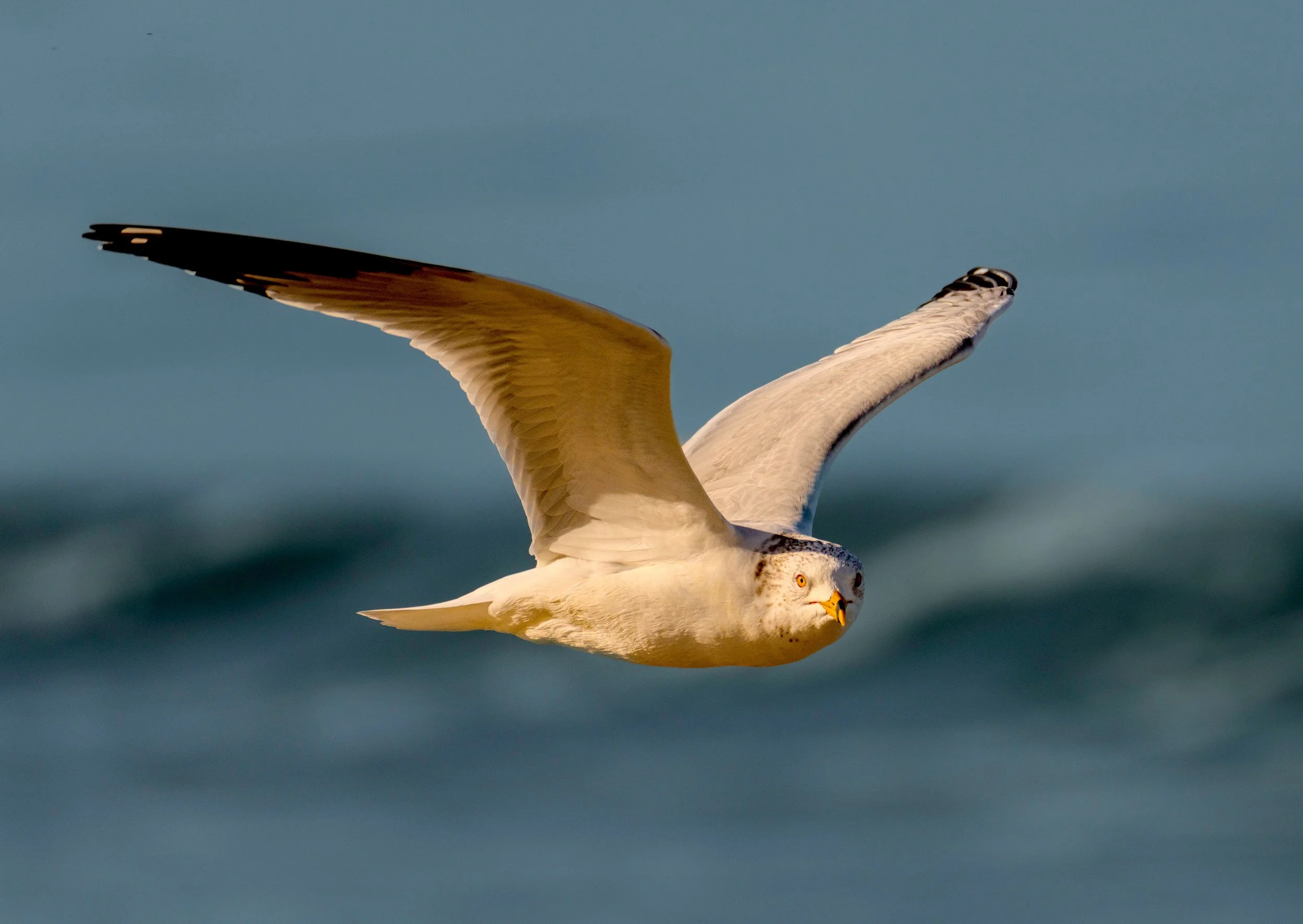 Ring Billed Gull  BIF 16-02-2025 W.jpg