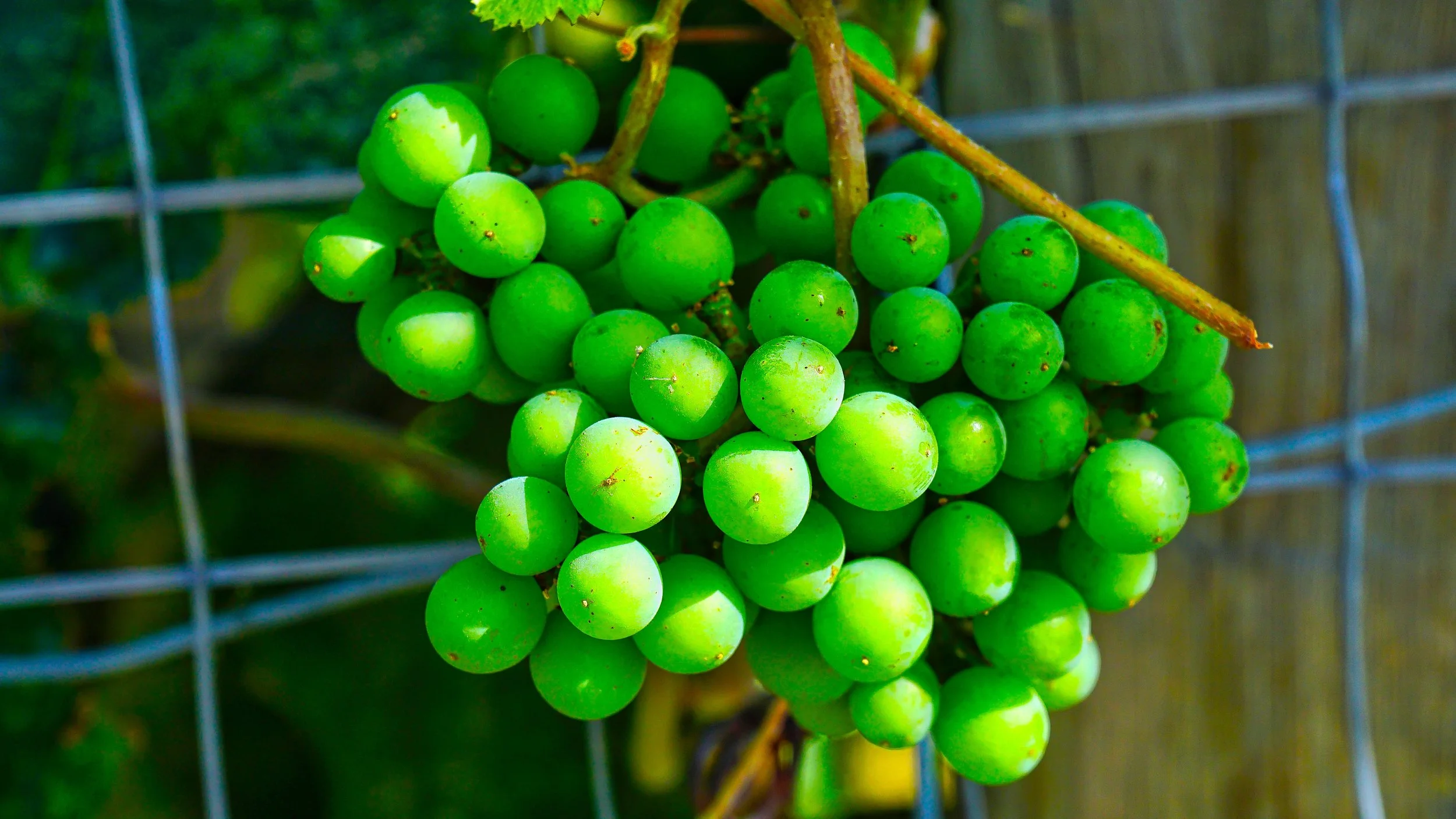 2016_07_22_Pendicton_Grape.jpg