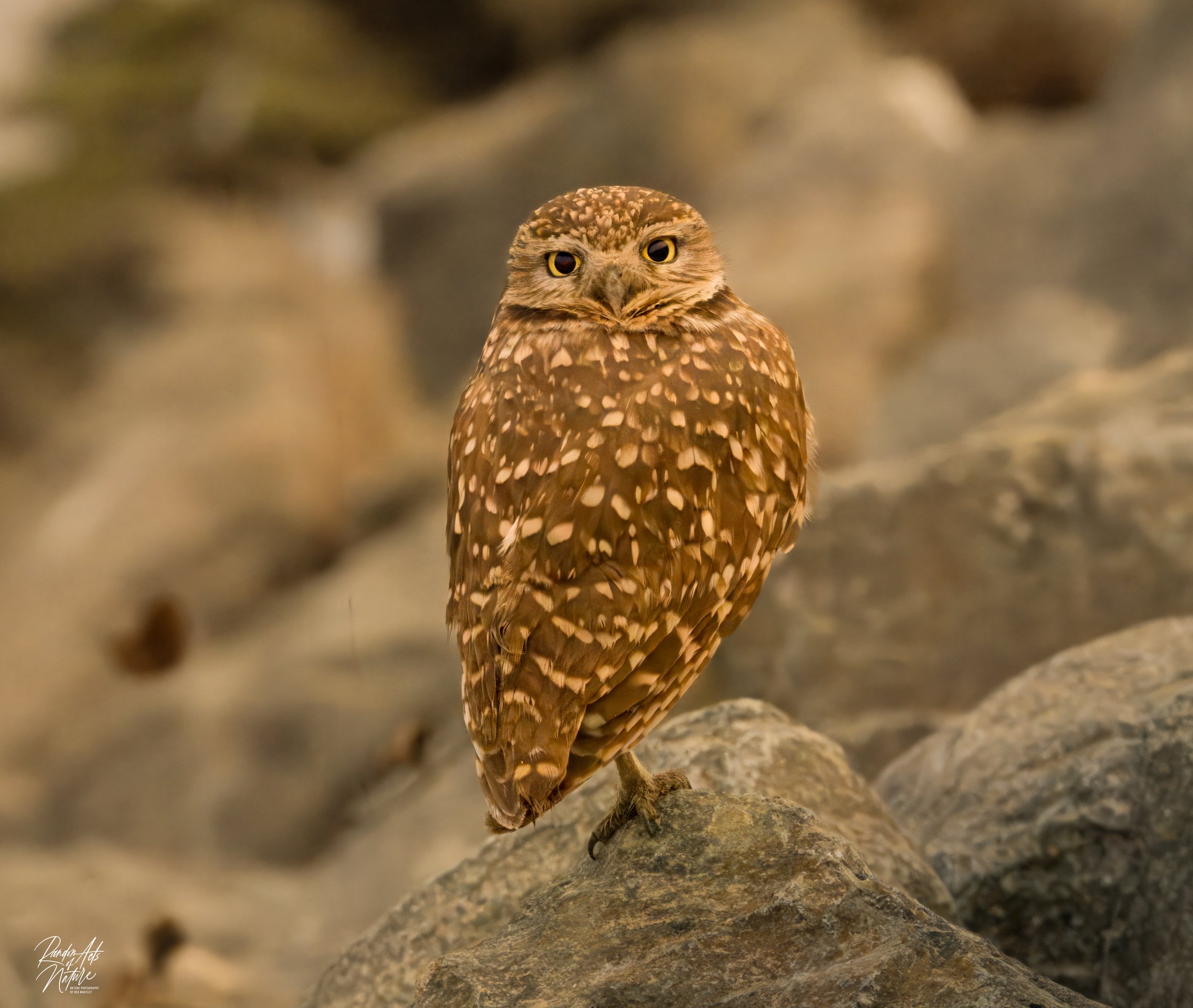Burrowing Owl 08-12-2024 W.jpg