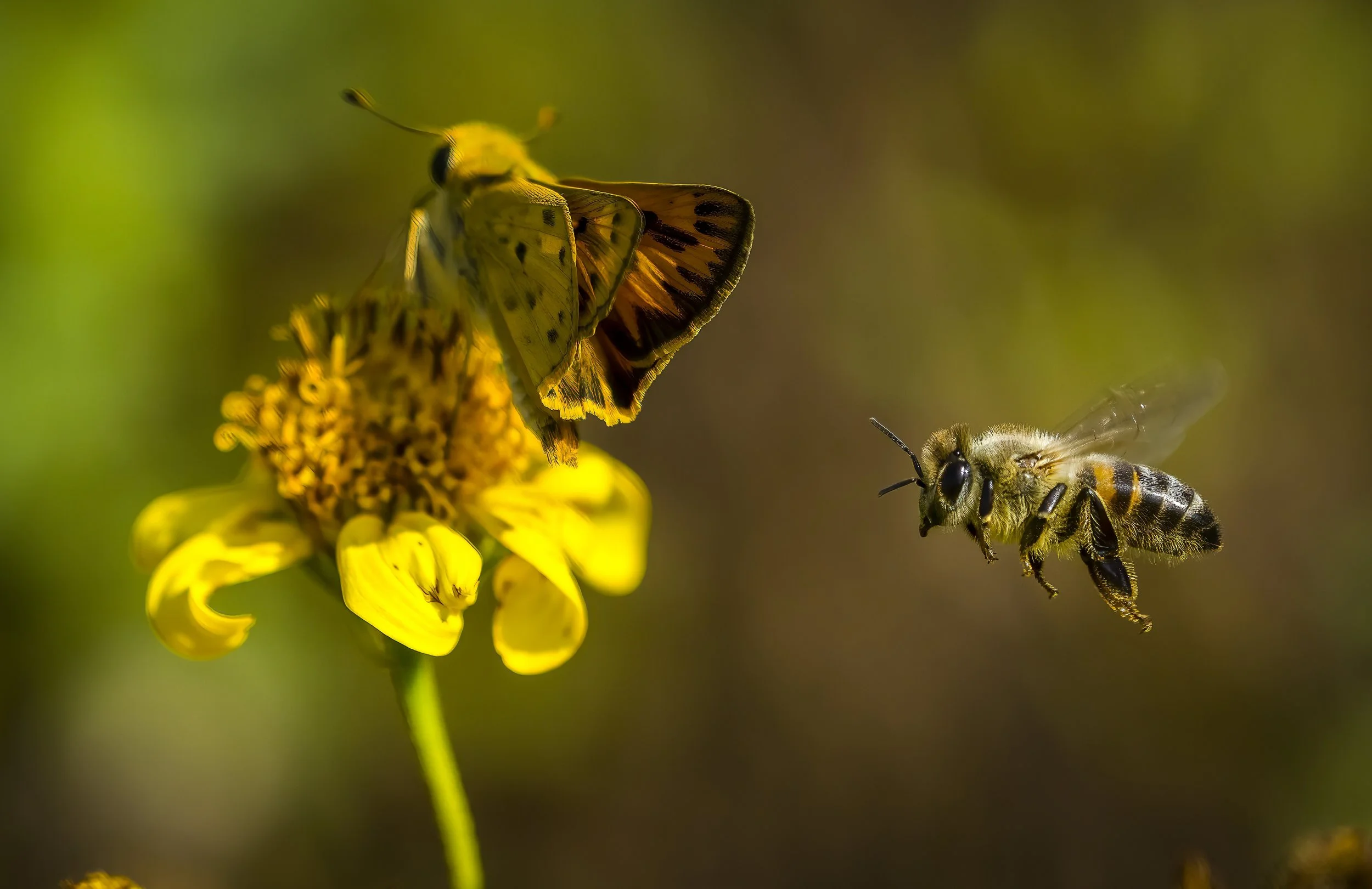 QR  171553Bee & Butterfly 24-08-2022 Wc copy.jpeg