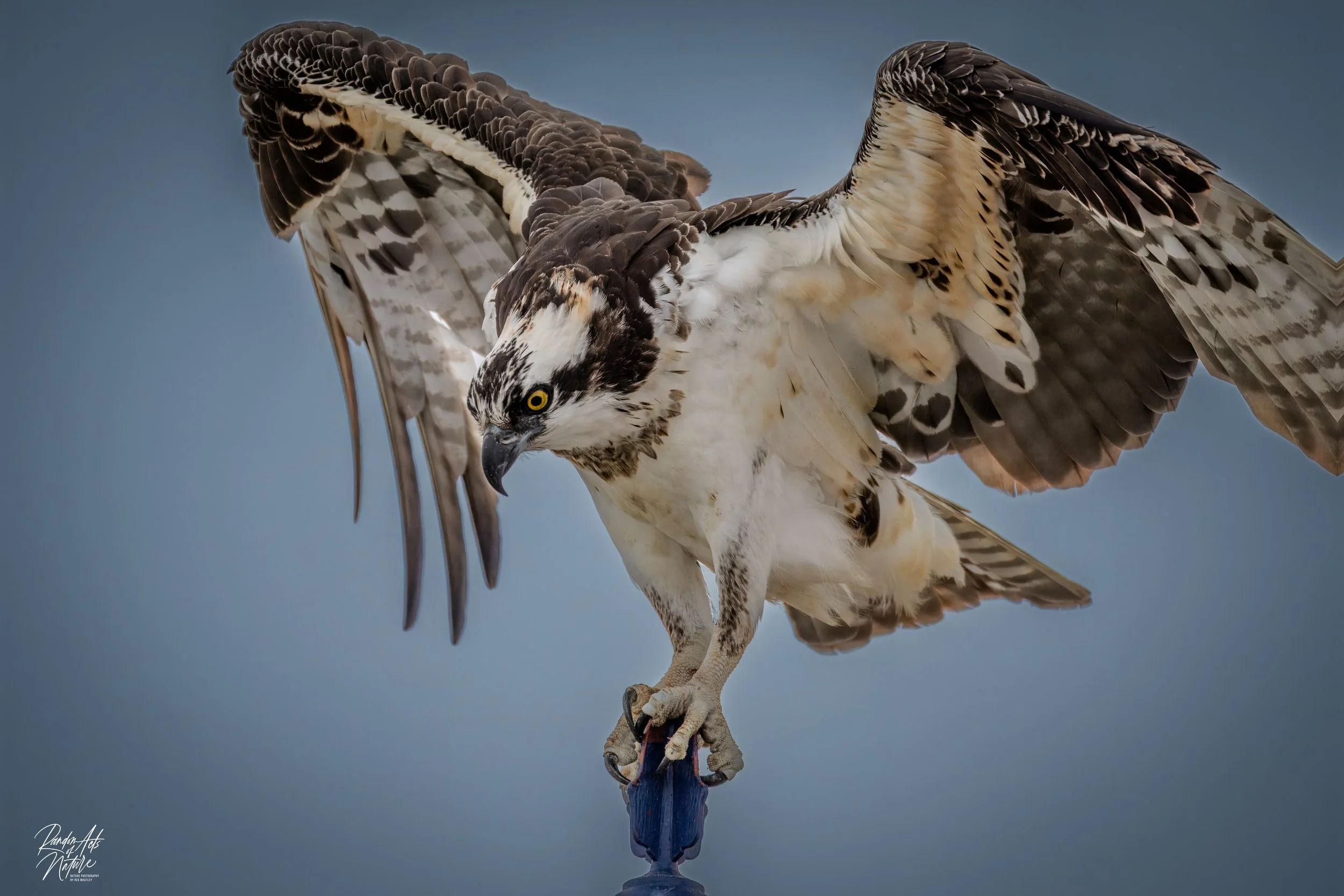 Osprey10-08-2022 W.jpg
