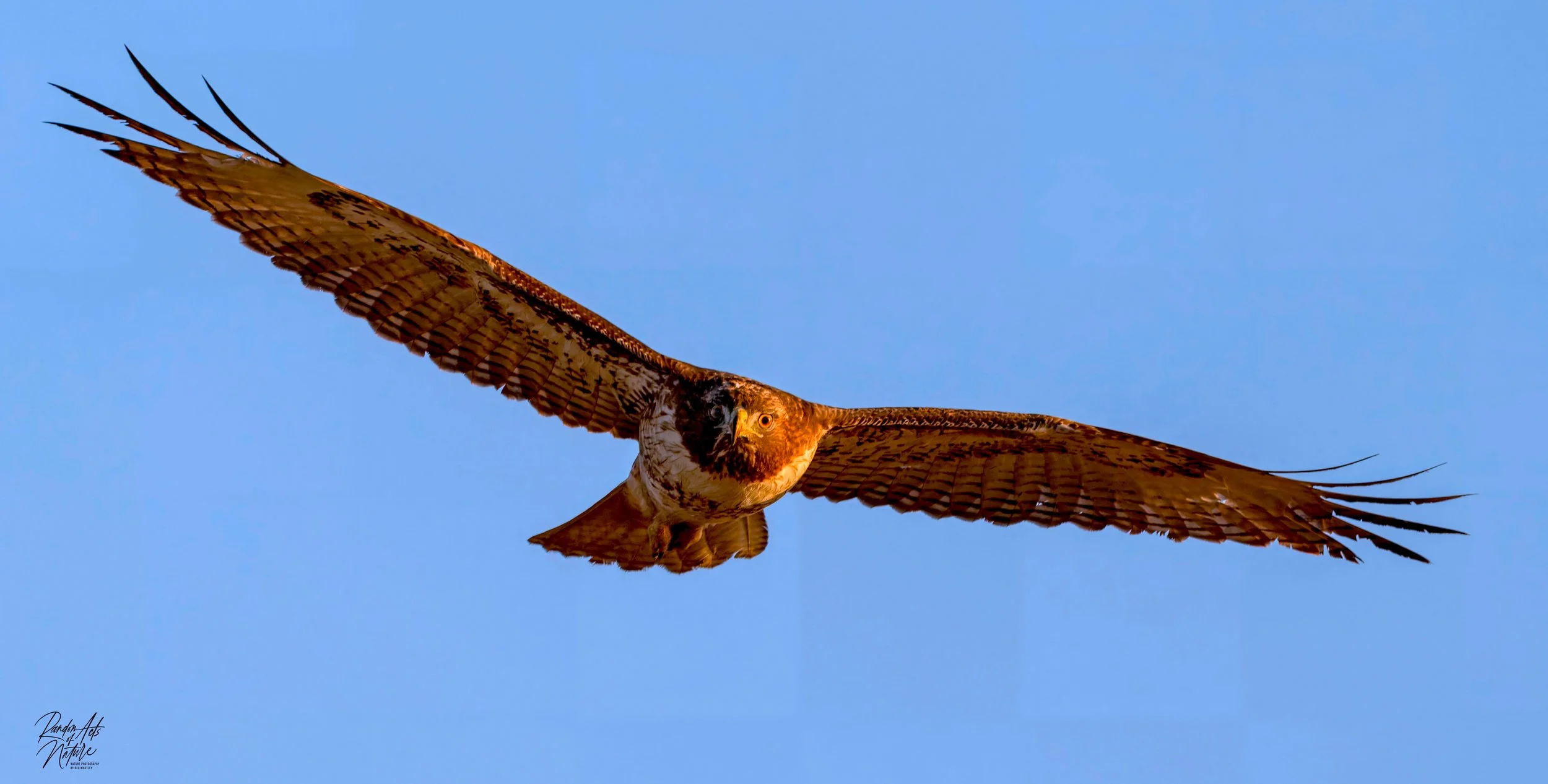 Red Tailed Hawk BIF 05-02-2025 Wb.jpeg