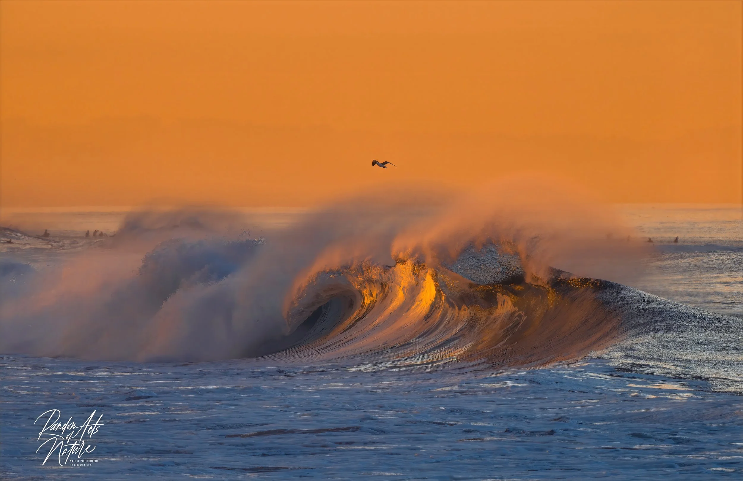 Ponto Gull Sunrise BIF  .jpeg