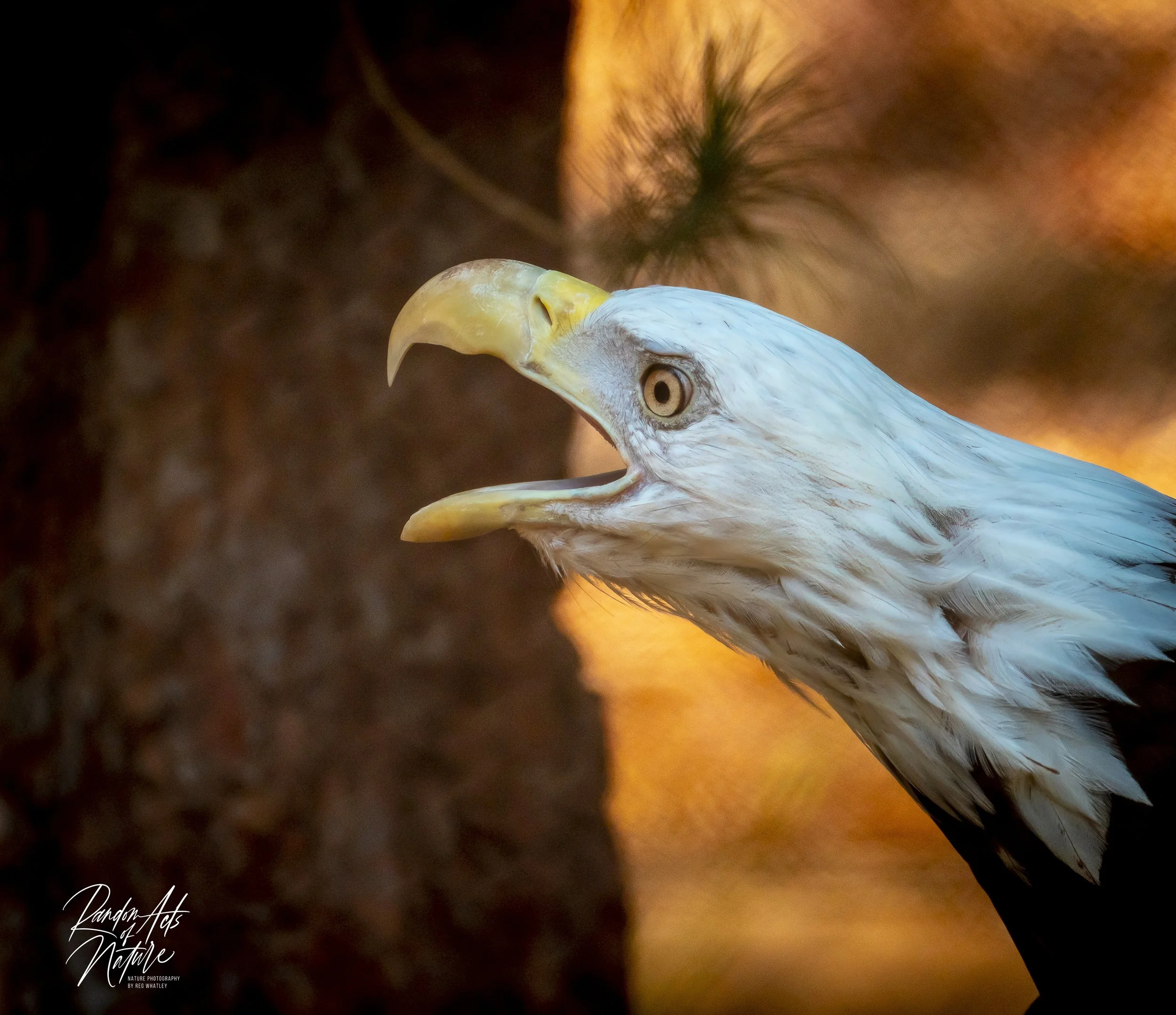 QR  171553Bald Eagle 31-07-2022.jpeg