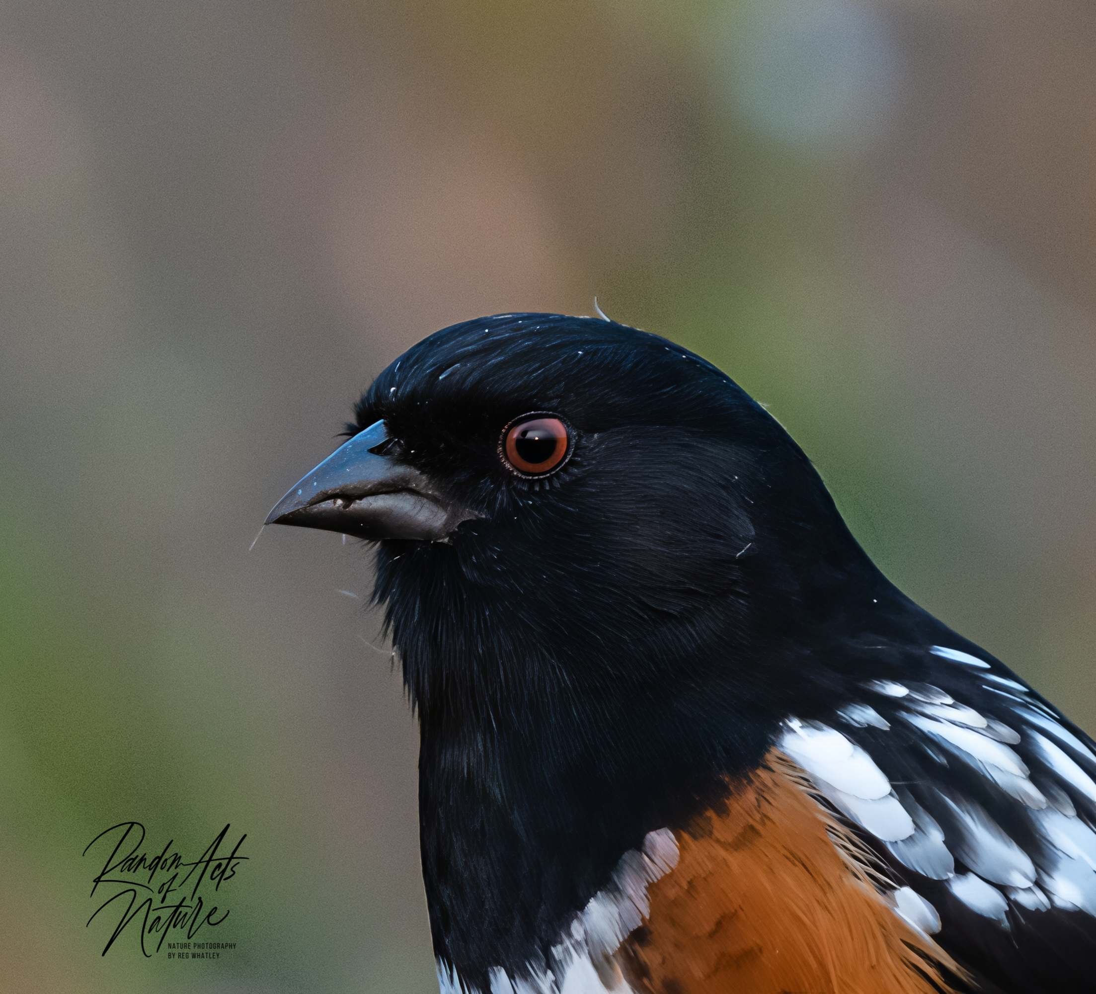Spotted Towhee Sun W-2.jpeg