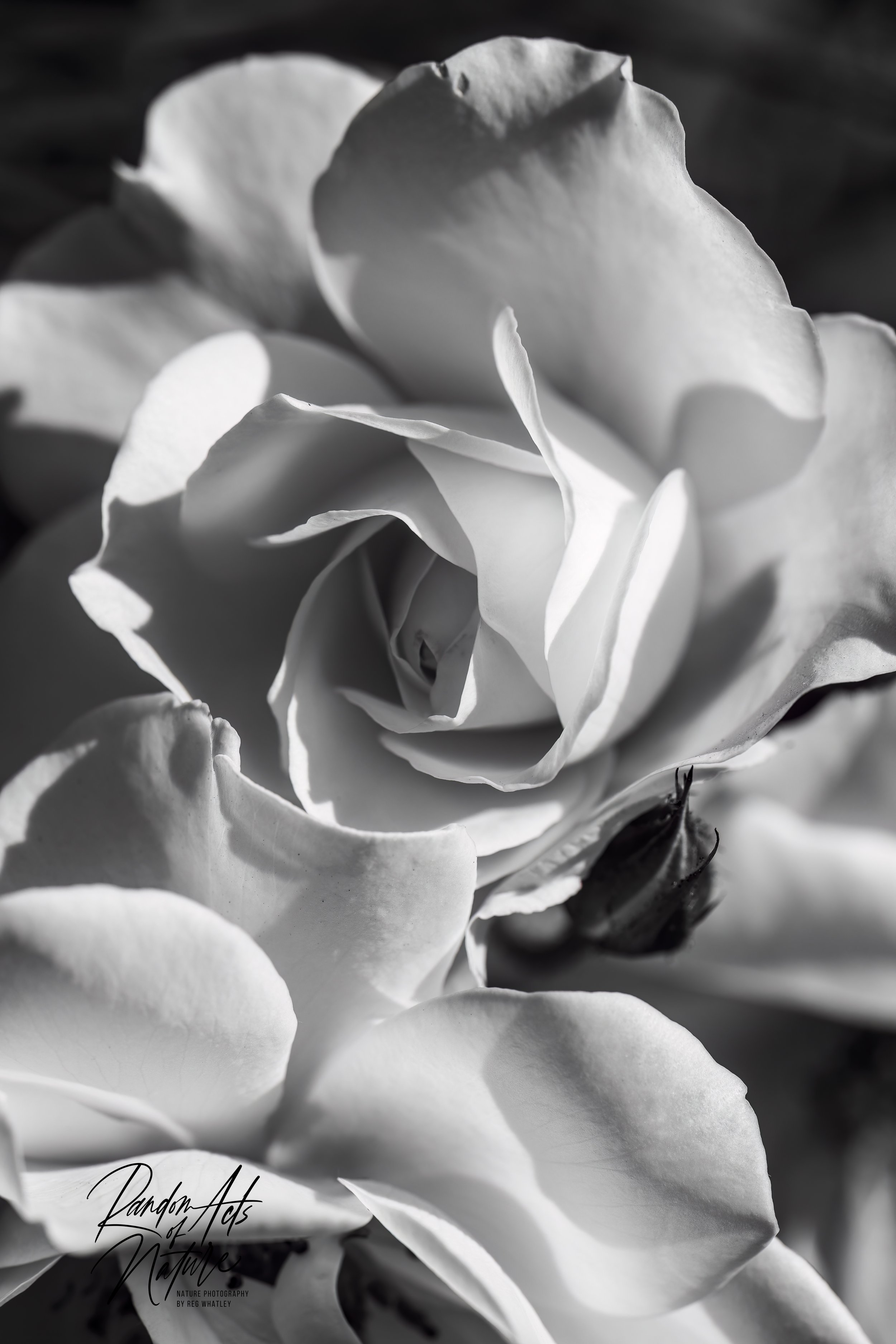 Rose BnW 24-04-2022 Wa.jpg