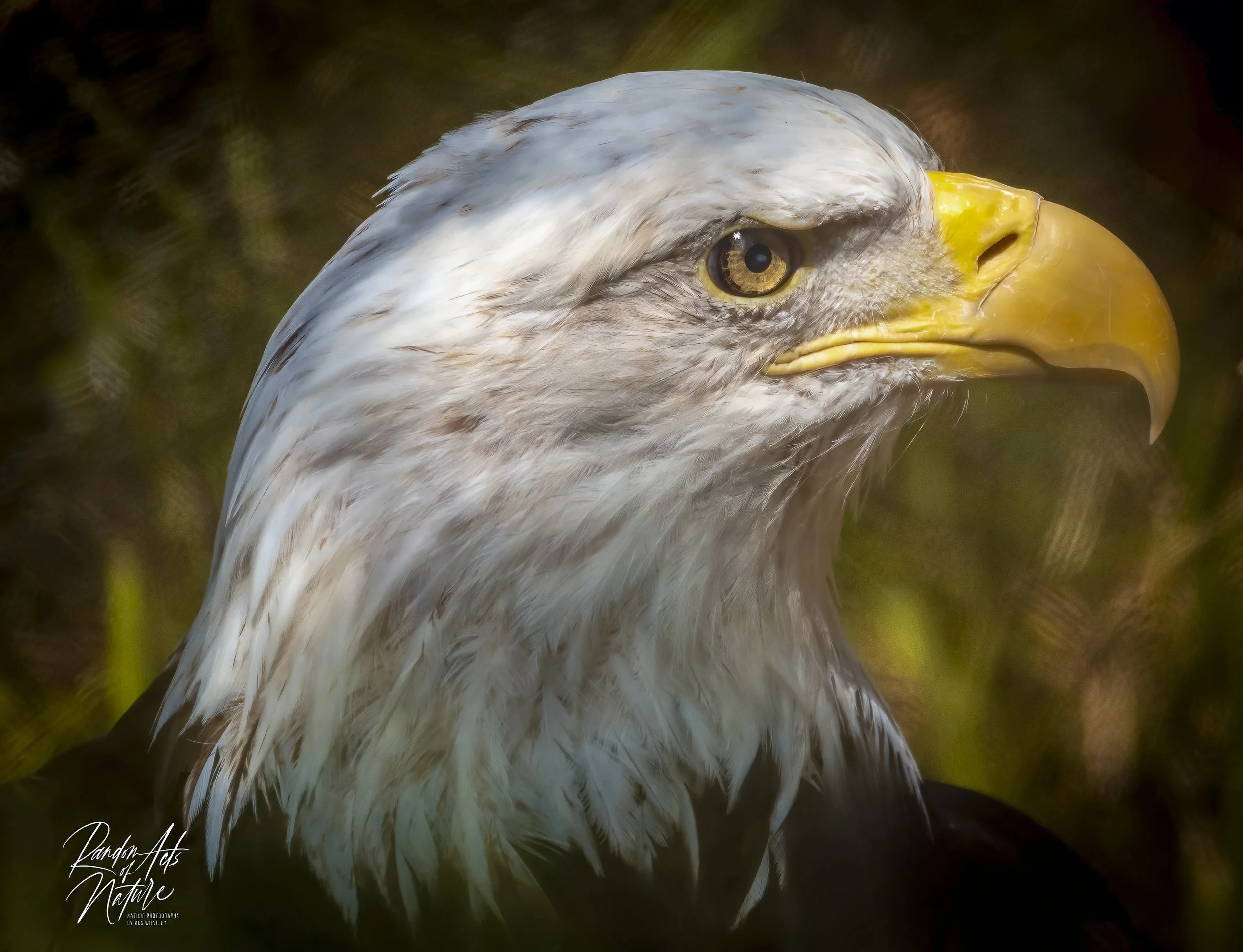 QR  171553Bald Eagle 31-07-2022 W-3 copy.jpeg