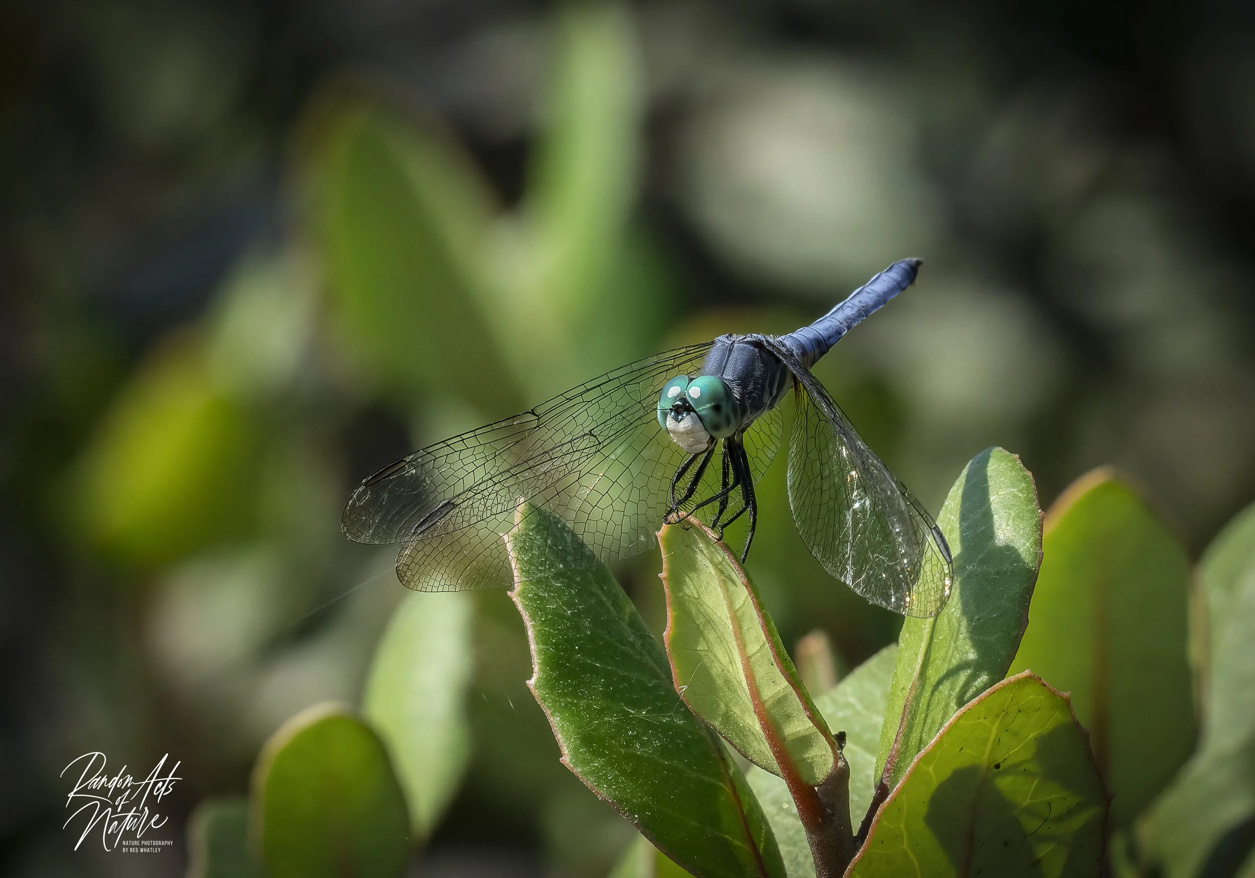 Blue Dasher 19-08-2022 W.jpg