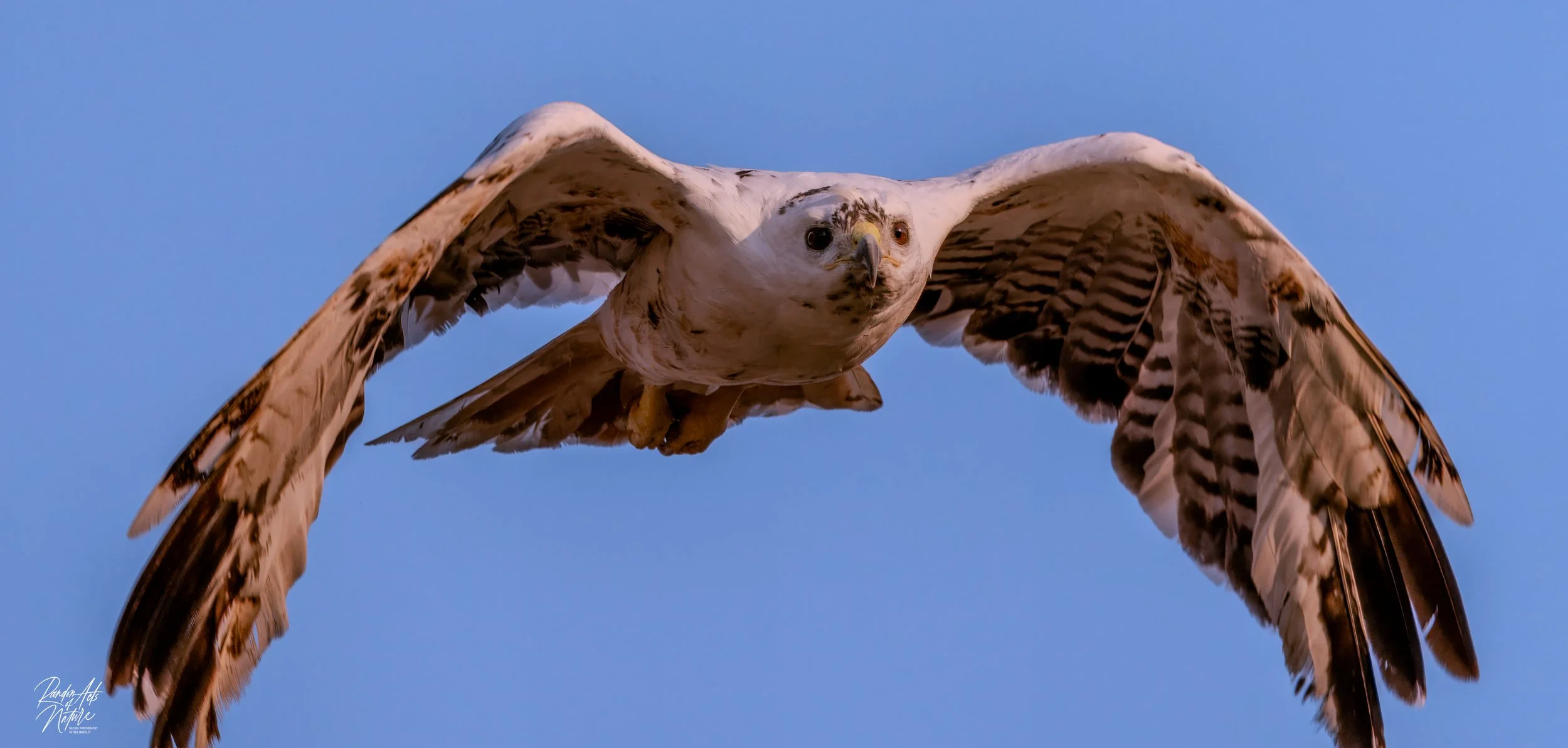 Leucistic Red tailed Hawk  09-09-2024 W-6.jpg