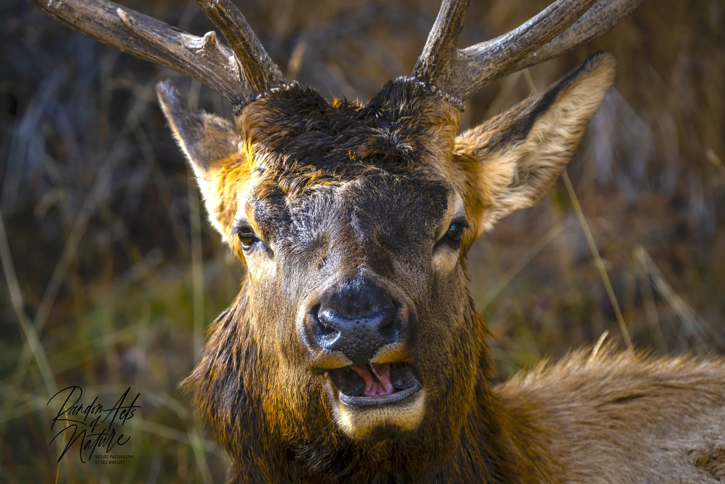 2020_11_10_Elk_Portrait_Yellowstone.jpeg