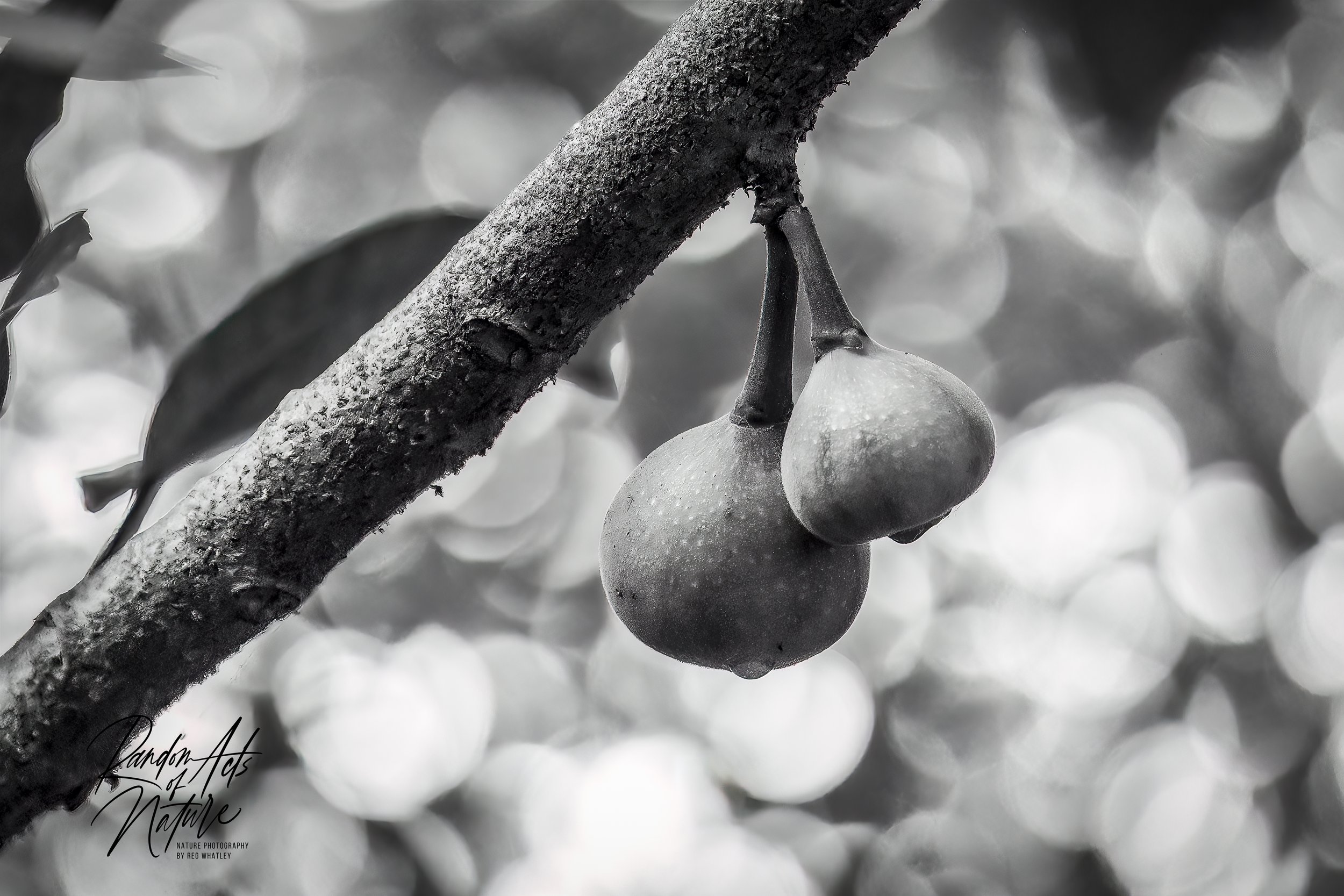 Low Hanging Fruit 24-04-2022 W.jpg