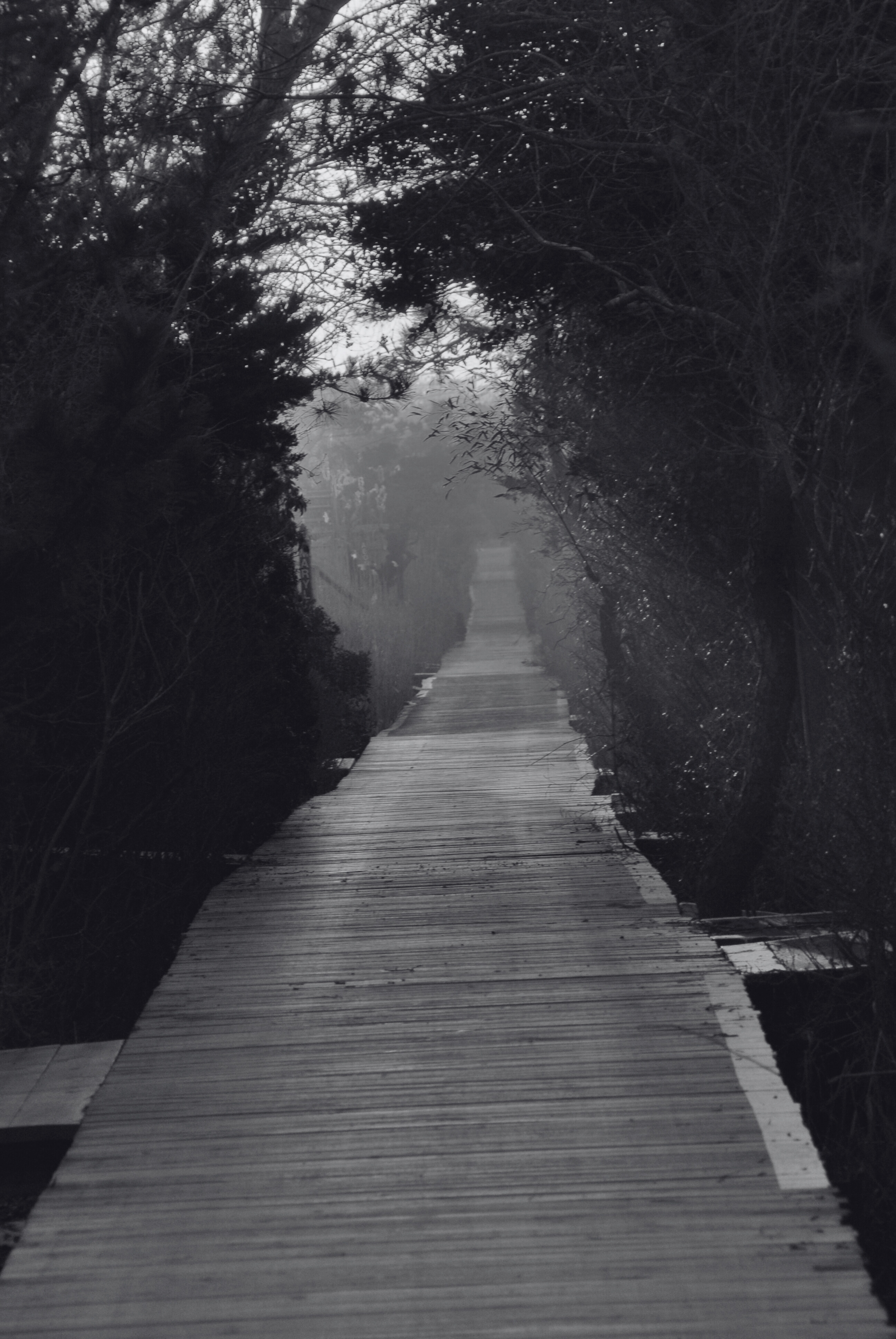 Fire Island Main Walk Cherry Grove