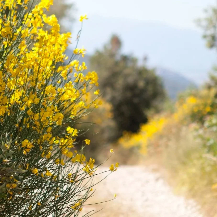 A dirt path with yellow flowering bushes on the left side, blurred trees and mountains in the background on a sunny day.