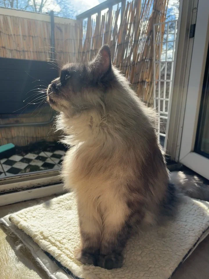 I lost my best friend yesterday. 
I spoke to him while he slipped away into a deep sleep. In my arms &amp; in front of the fireplace. He felt so relaxed; It was like he was four years old again. I had him for half my life. My baby 💔