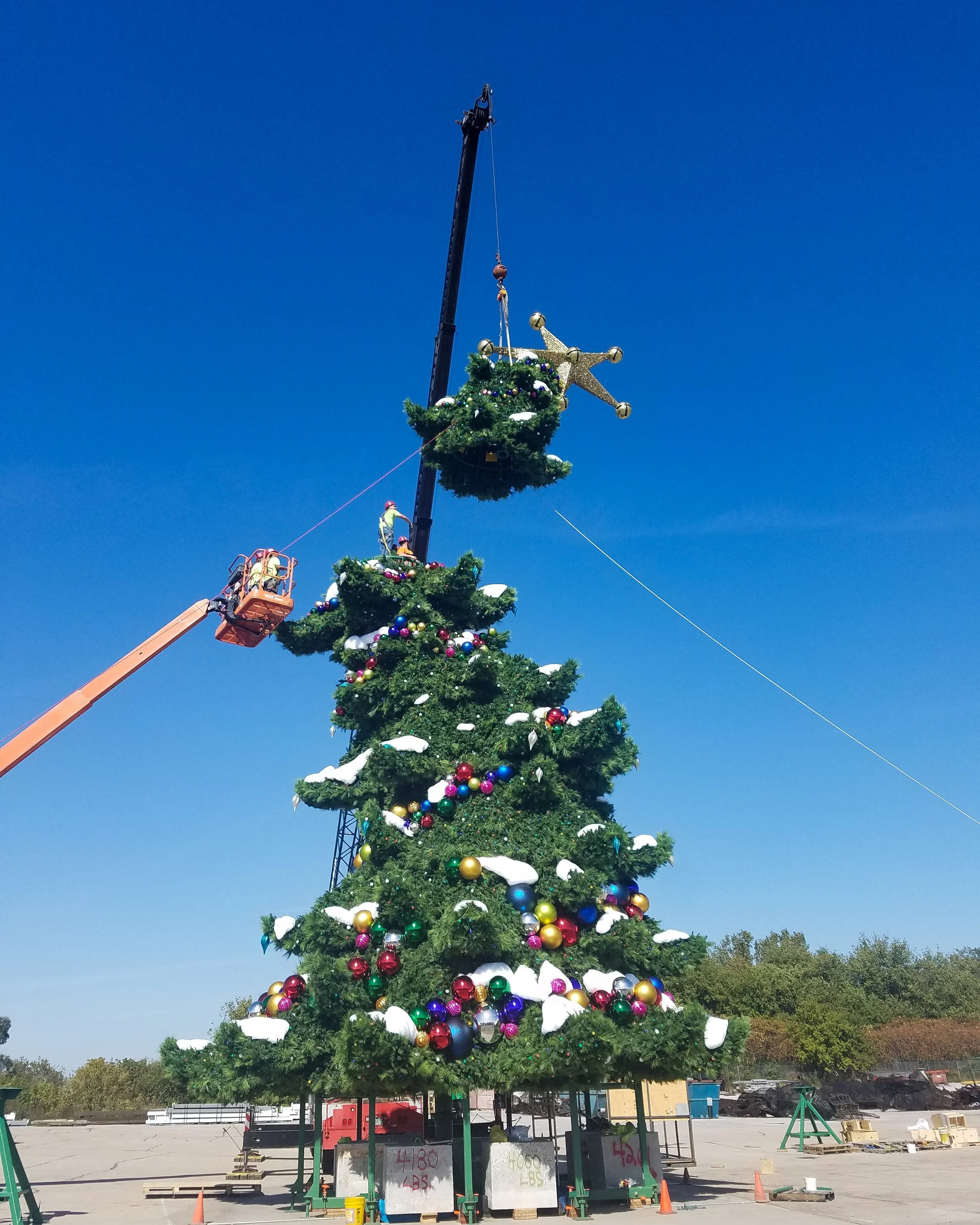 2 Univeral tree yard 1.jpg