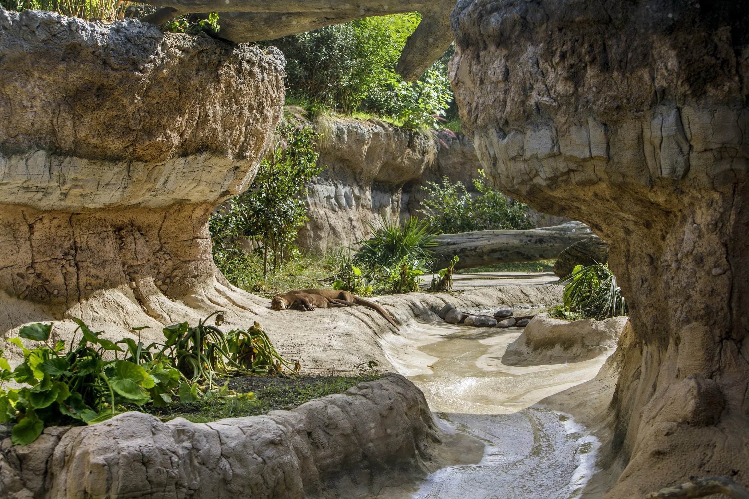 1 Houston Zoo Pantanal II-1B.jpg