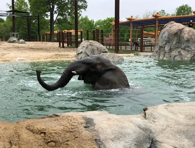 2 kcz_elephant_expedition.jpg