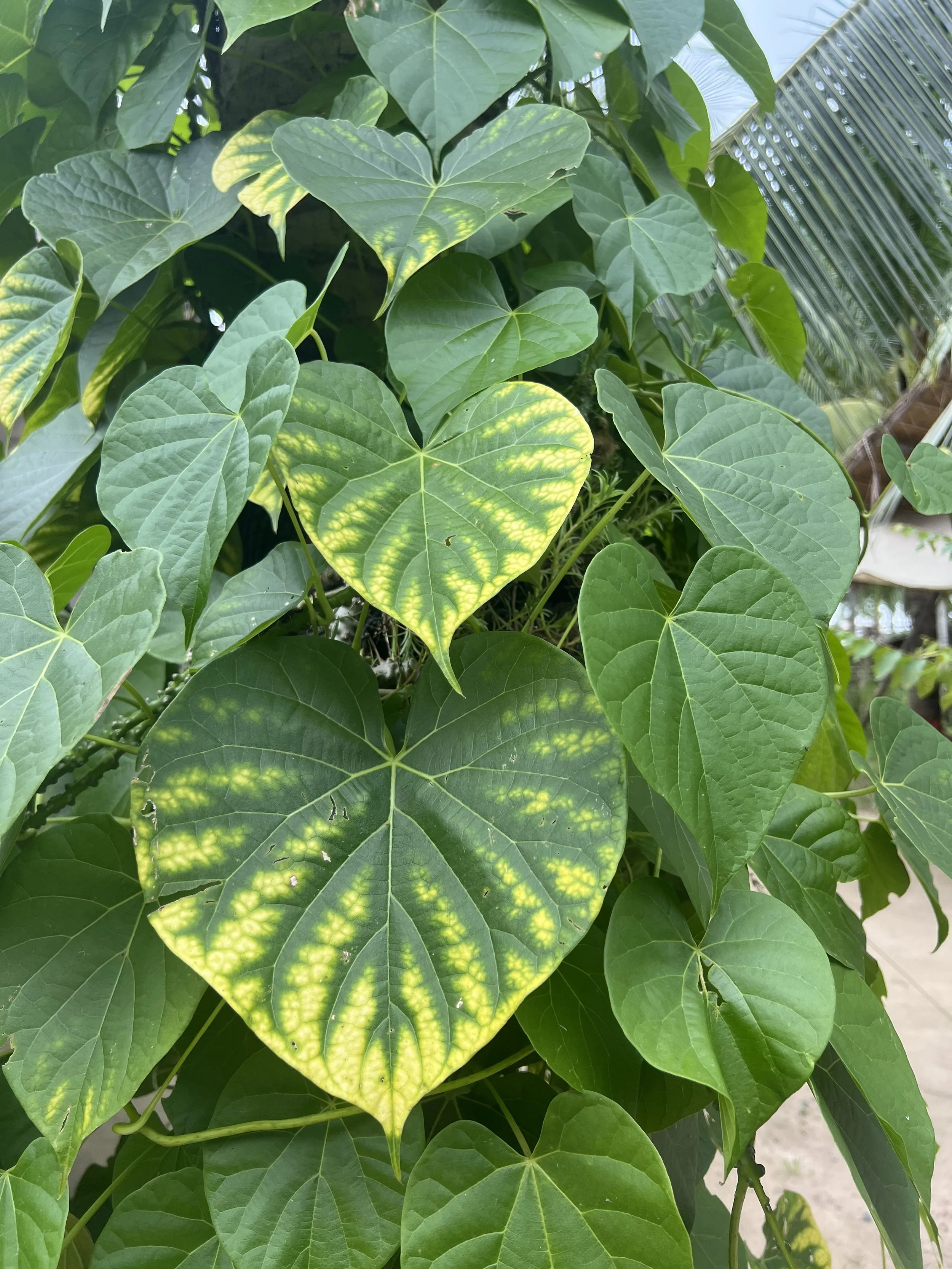 Green leaves with yellow variegation growing on a plant, some leaves in the background are darker green.