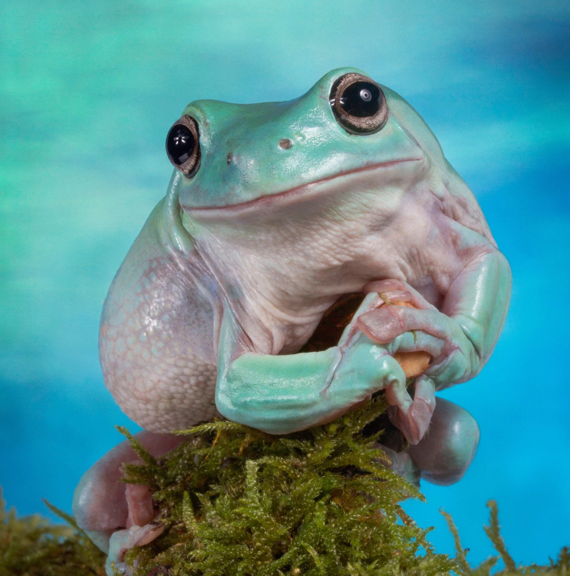 A close-up of a green frog with large black eyes being held by a hand with moss at the bottom, against a soft blue background.