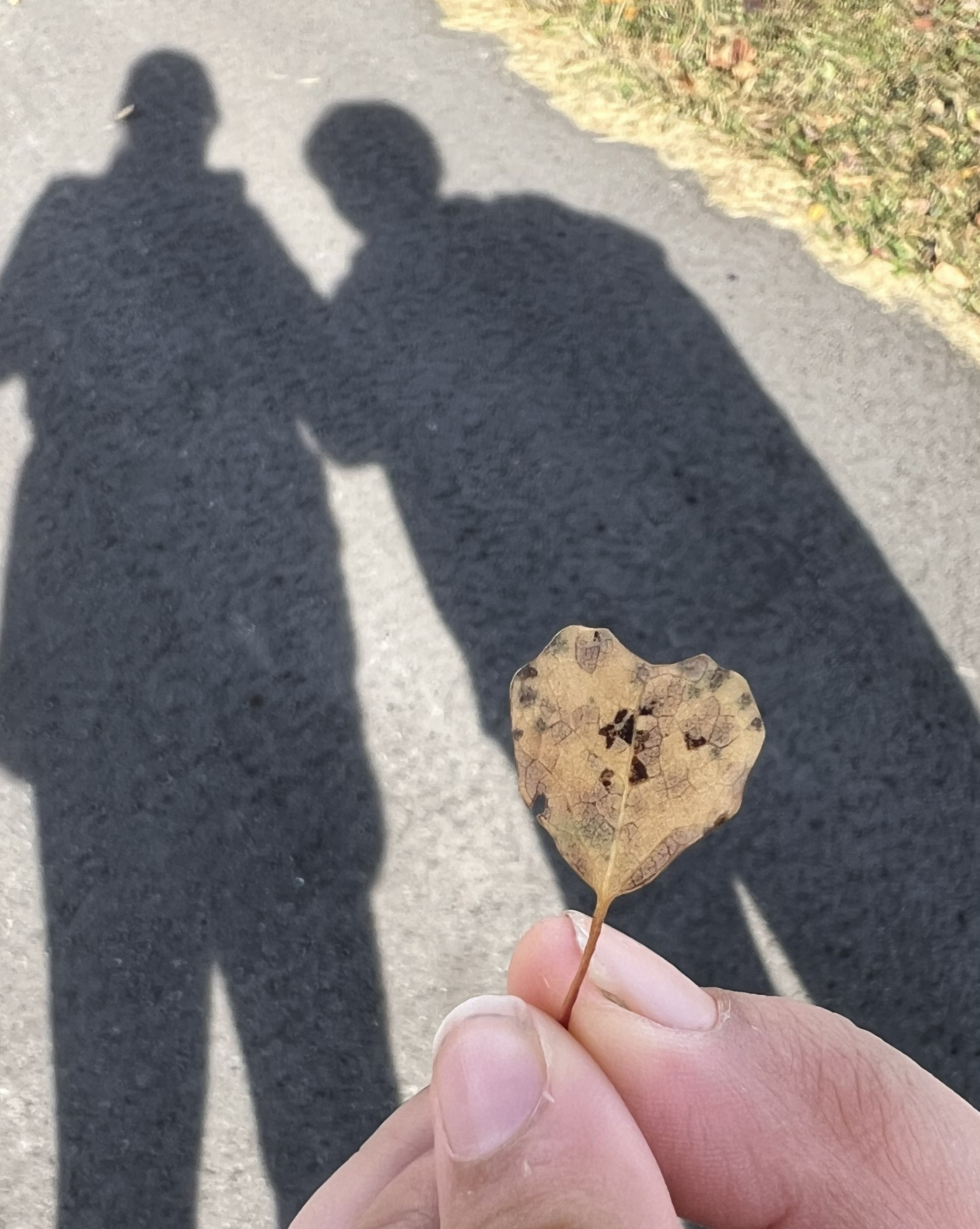 Hand holding a dried, brown leaf with a shadow of a person and a dog cast on the ground.