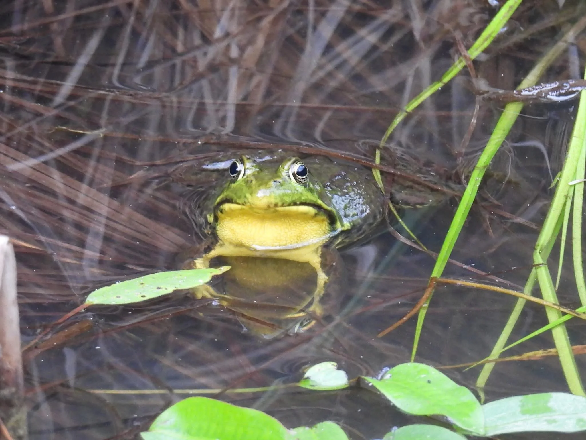 A frog partially submerged in water among brown and green aquatic plants and grasses.