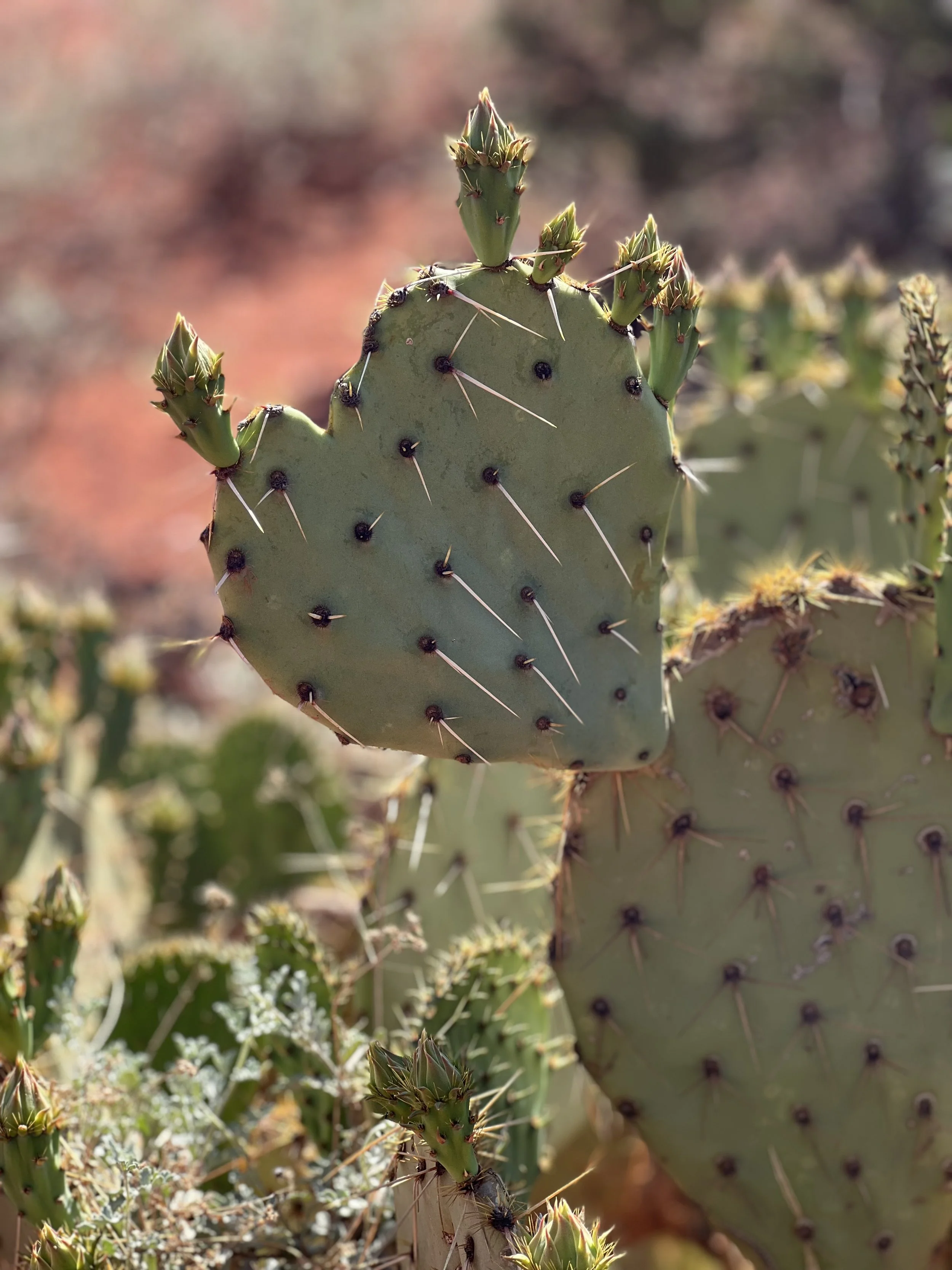 Close-up of a prickly pear cactus pad with new green growths and long sharp spines, with a blurred desert background.