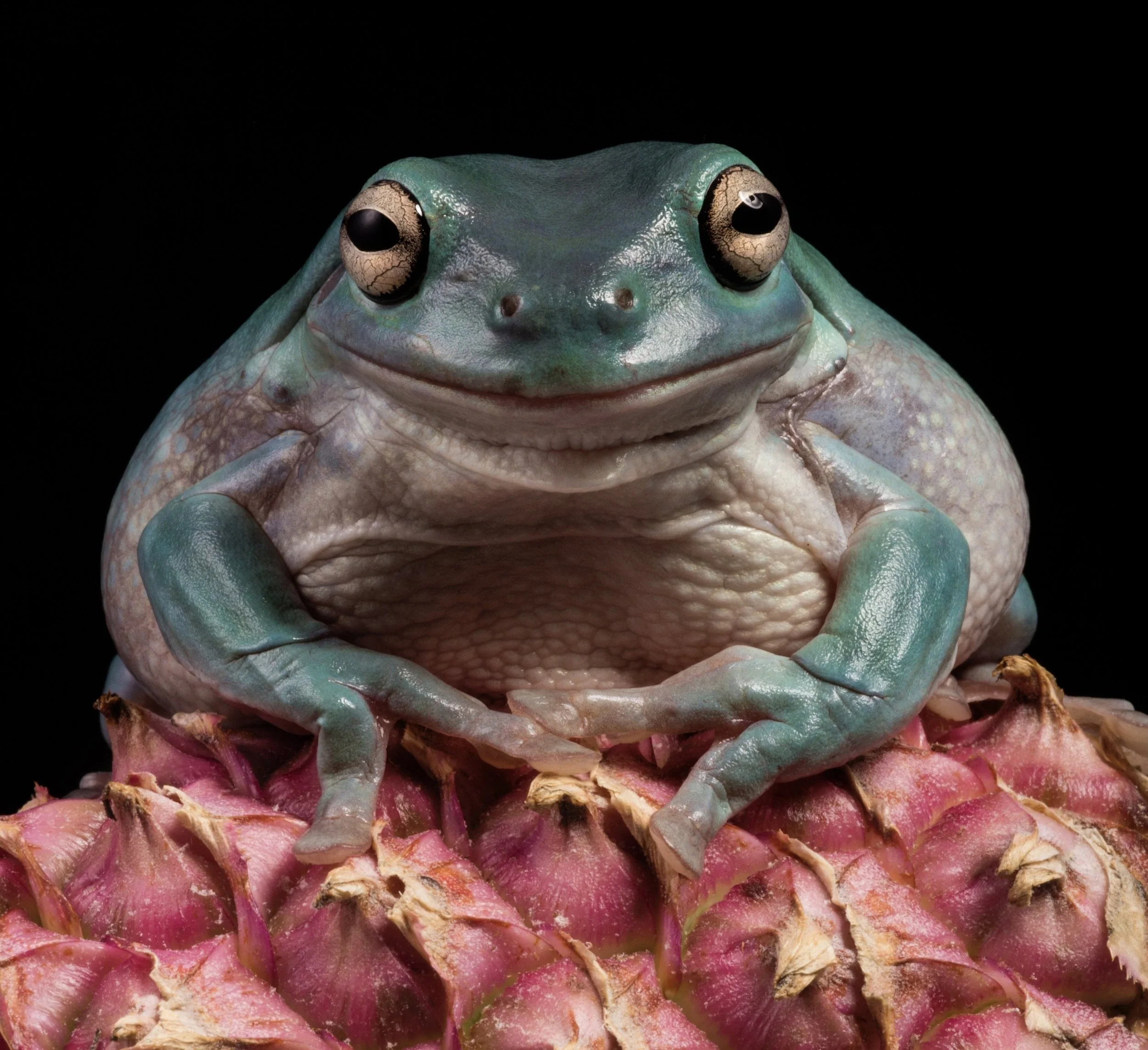 Close-up of a vibrant green tree frog sitting on a pink pineapple top, with a black background.