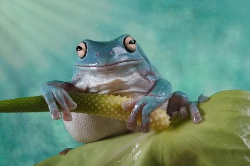 Close-up of a blue poison dart frog resting on a green leaf.