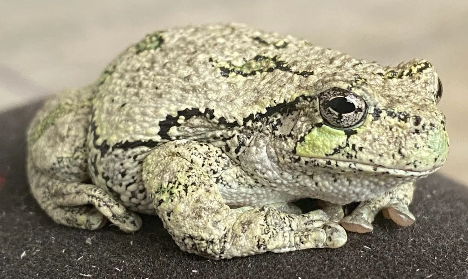 A close-up of a spiny, gray and white toad with black markings, resting on a dark surface.