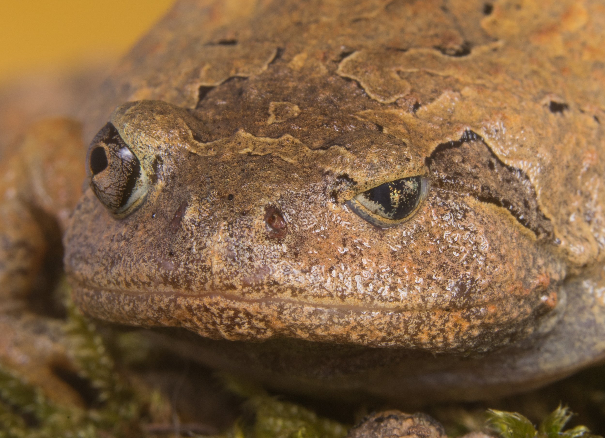 Close-up of a frog's head, showing textured brown skin and large, dark eyes with a hint of gold.