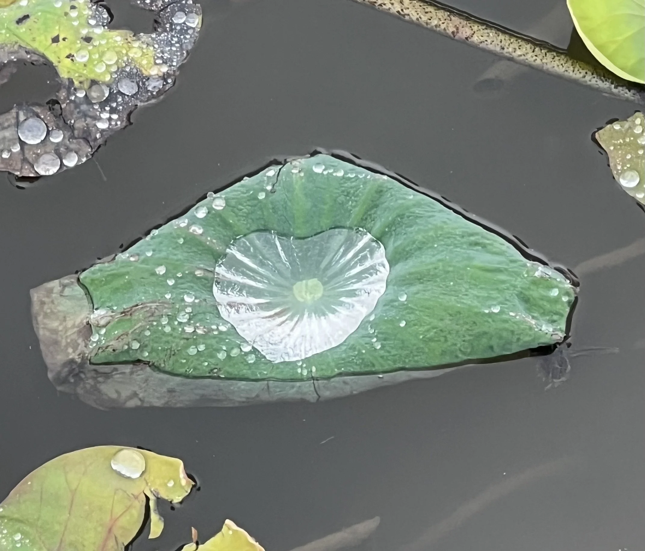 Close-up of lily pads with water droplets on their surfaces floating on dark water.