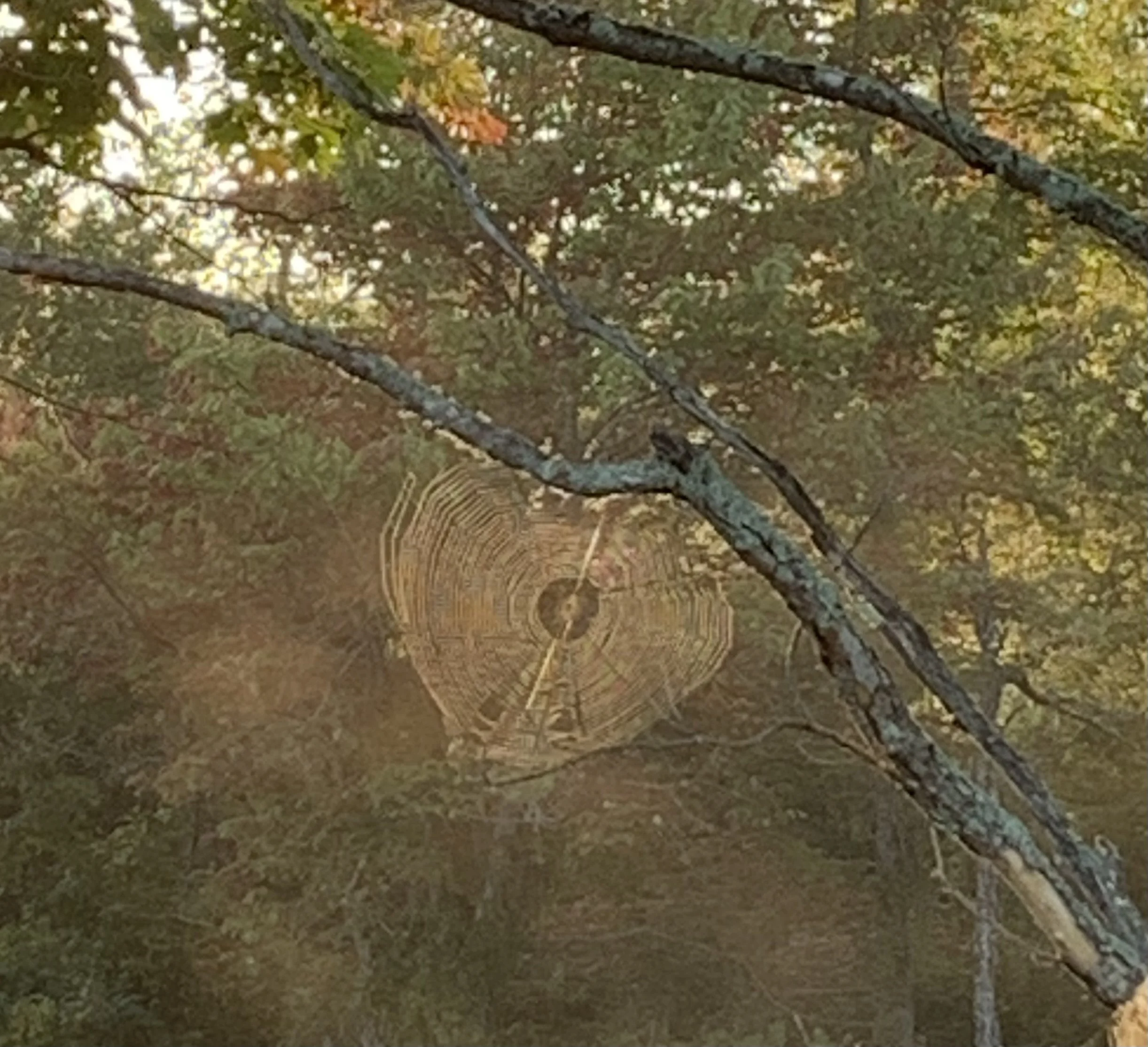 Close-up of a tree with green and brown leaves, branches, and a visible spider web in the lower part of the image.