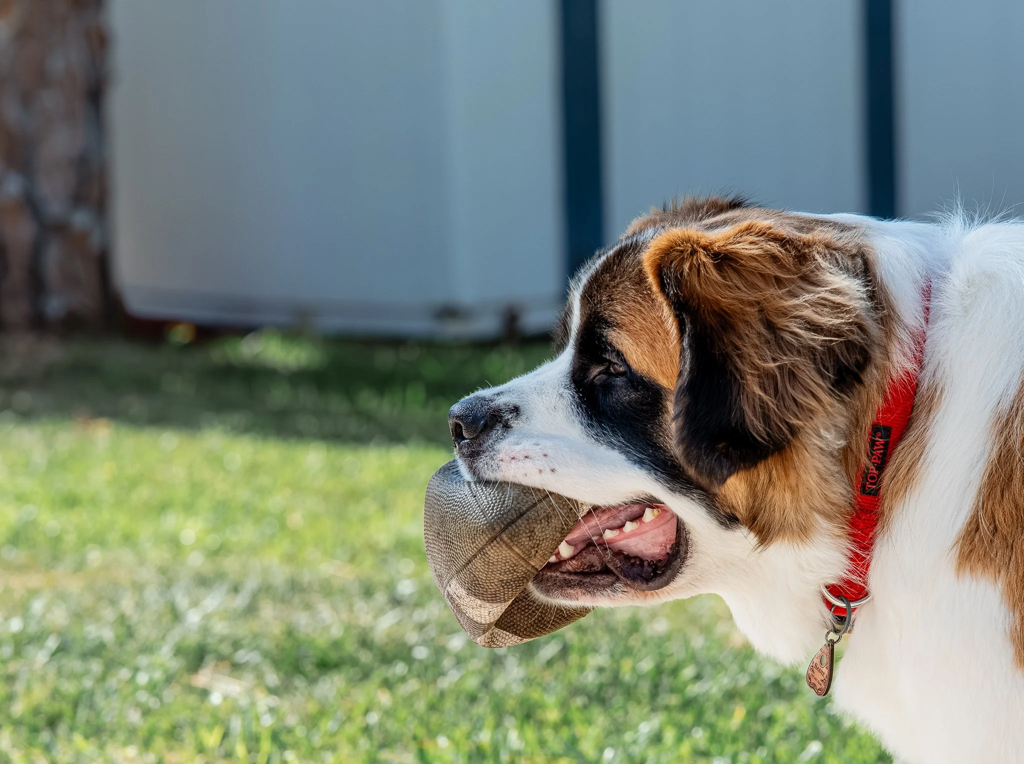 Large breed Saint Bernard holding a football at a backyard session in Seminole