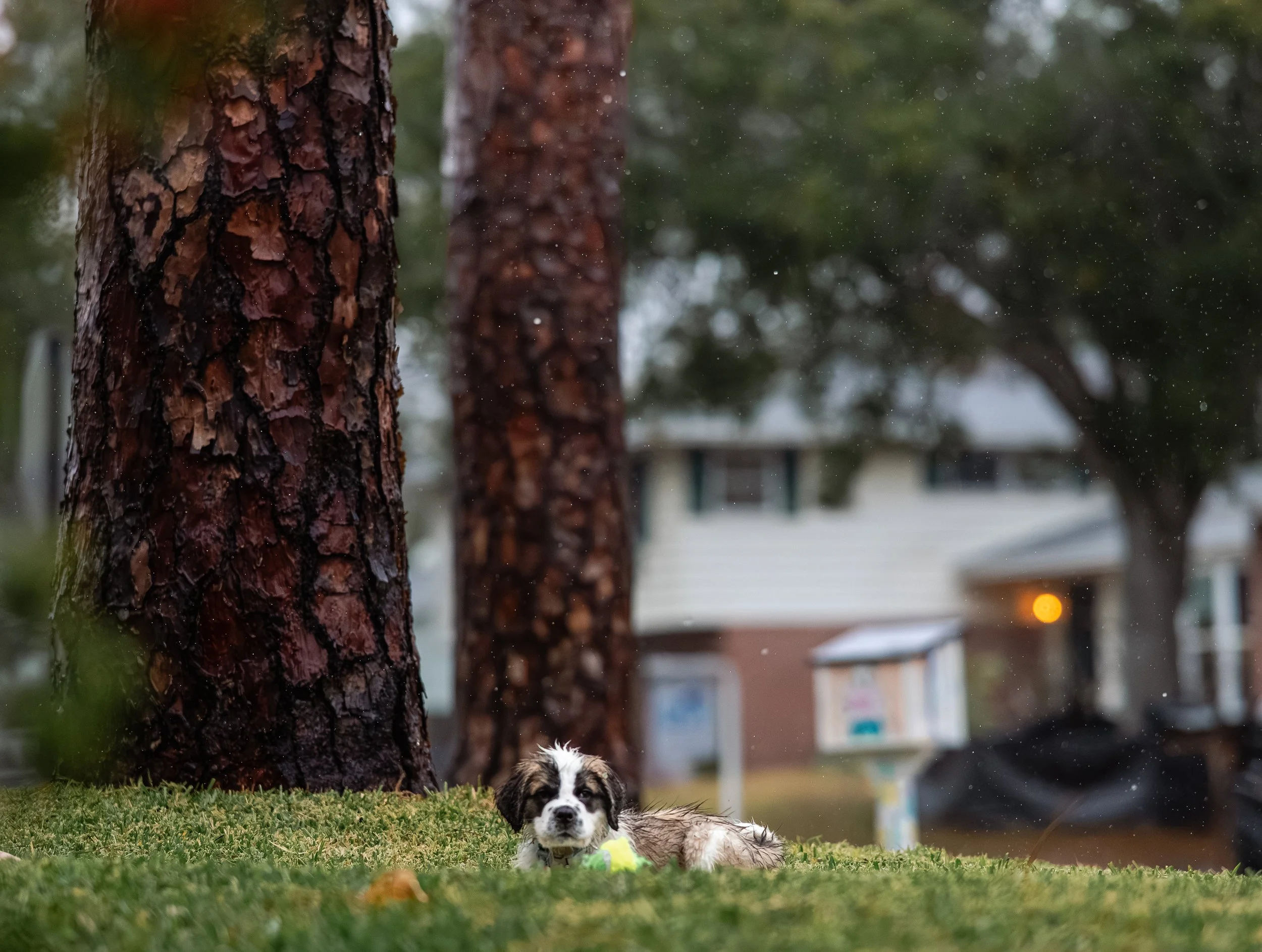 Pets, Travel & Wildlife