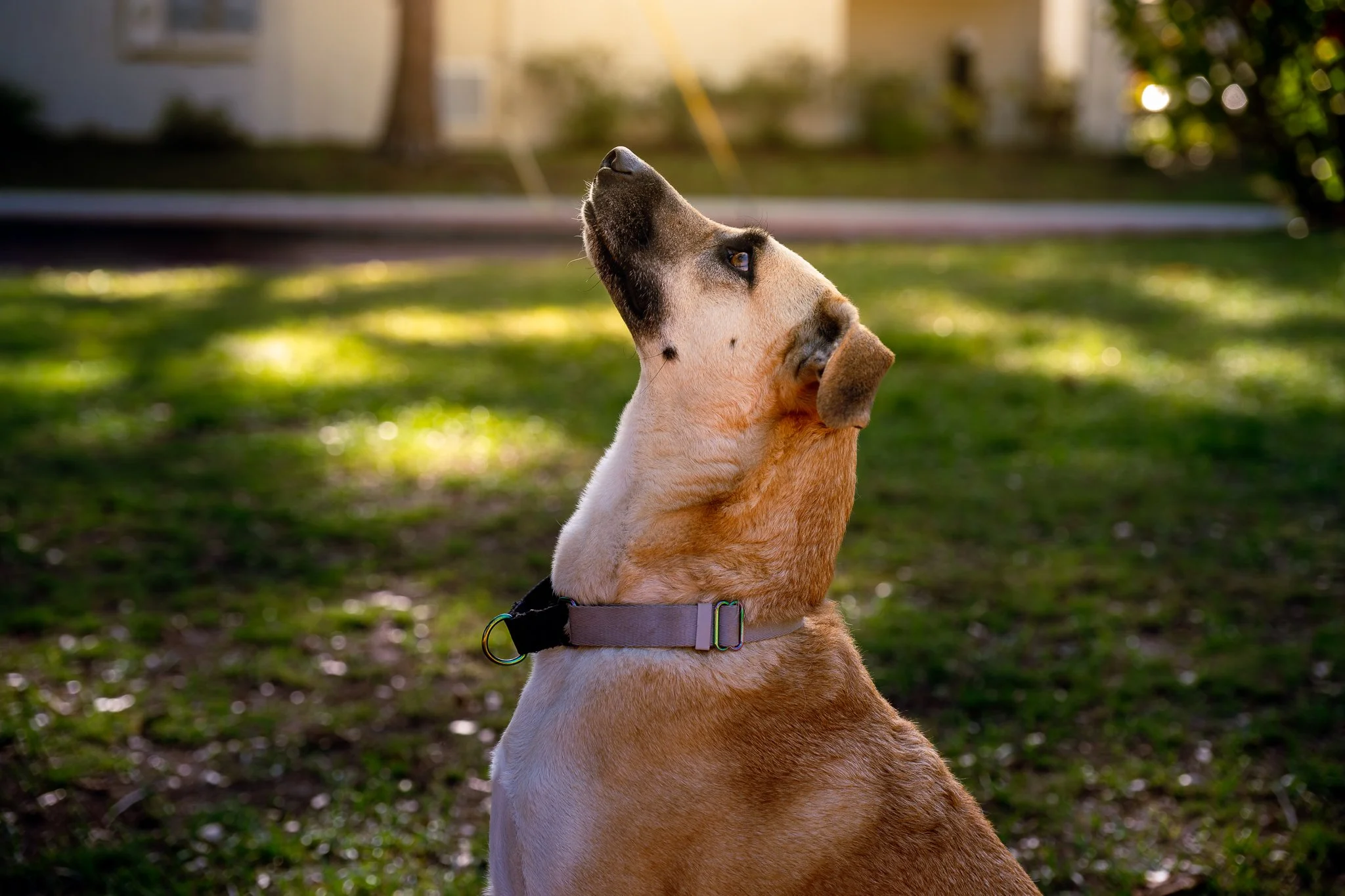 Dog in golden light in an early morning pet session in Safety Harbor