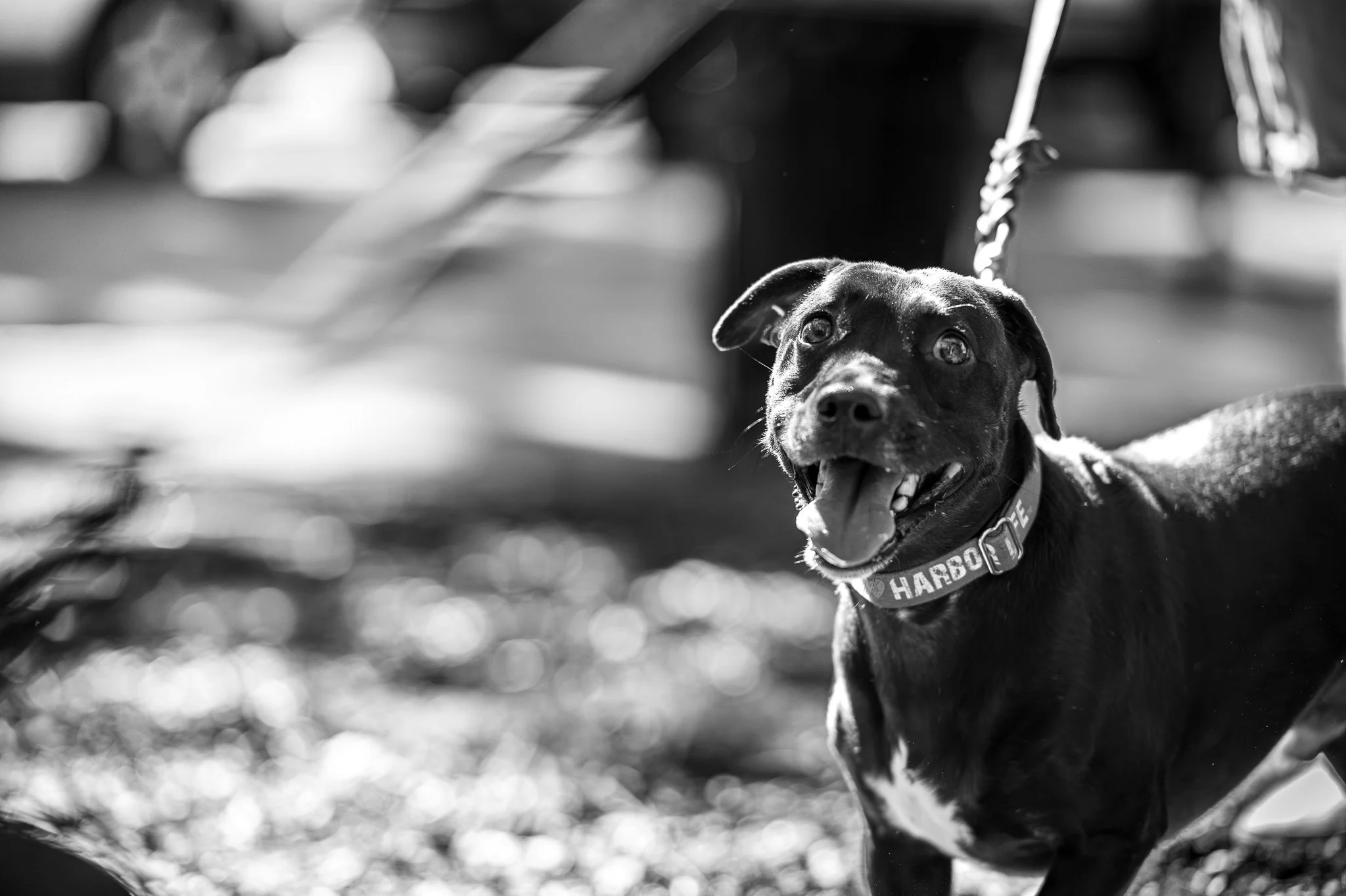 Black and white of a senior dog at a pet session in Safety Harbor
