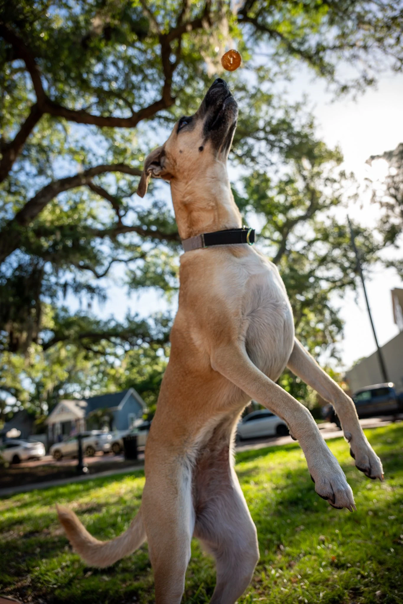 Dog jumping and catching a treat in Safety Harbor pet session