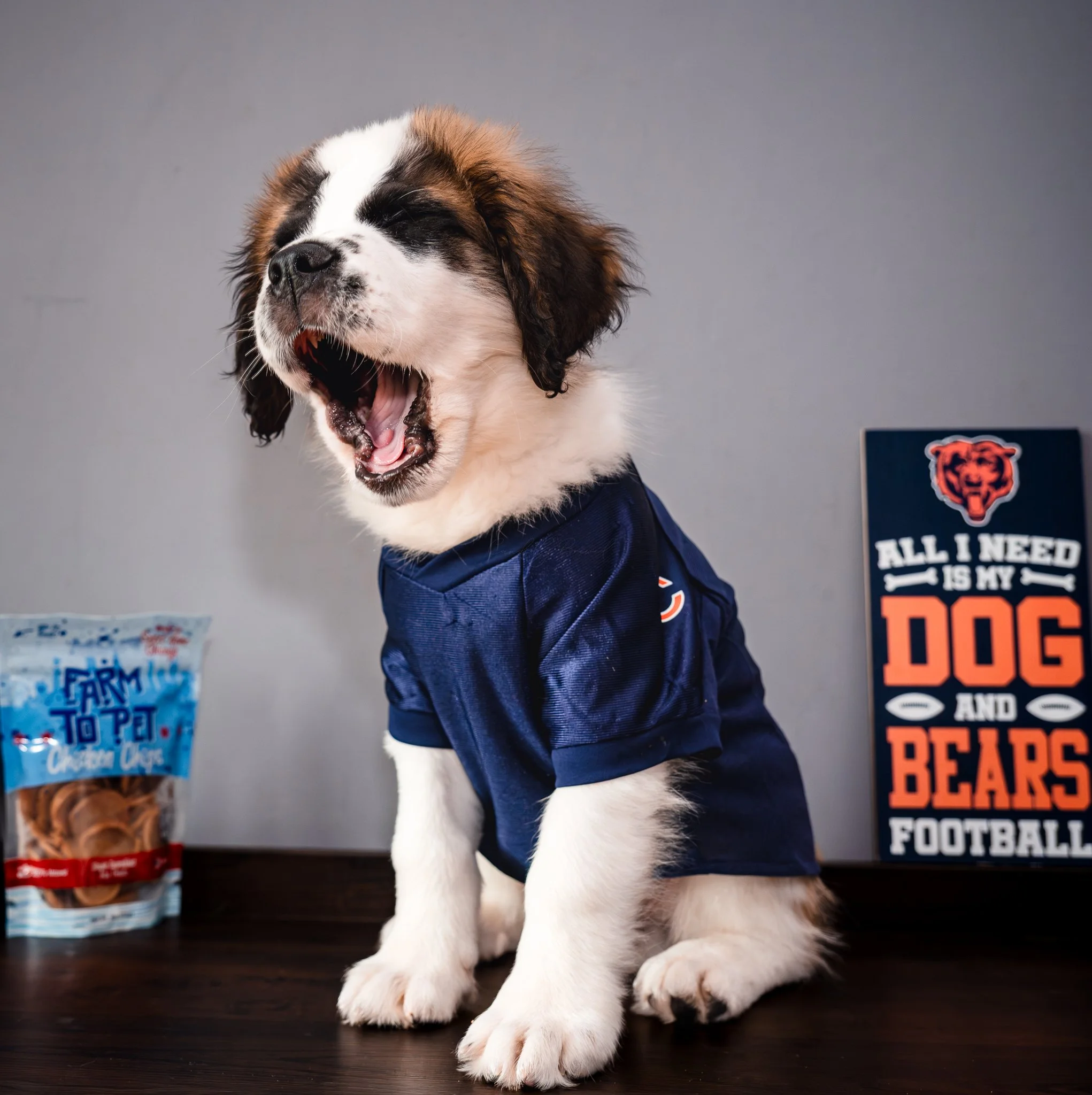 Pet brand session with young Saint Bernard Puppy yawning