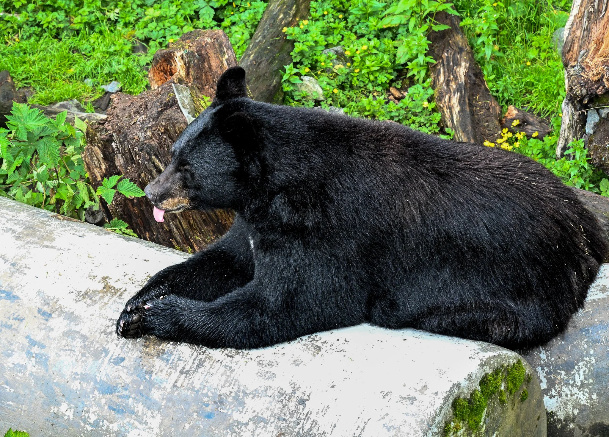 Black Bear sticking tongue out in Alaska during wildlife photography session