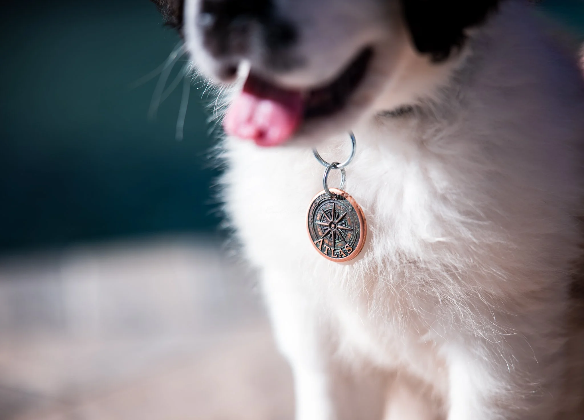 Pets, Animals & the Wild