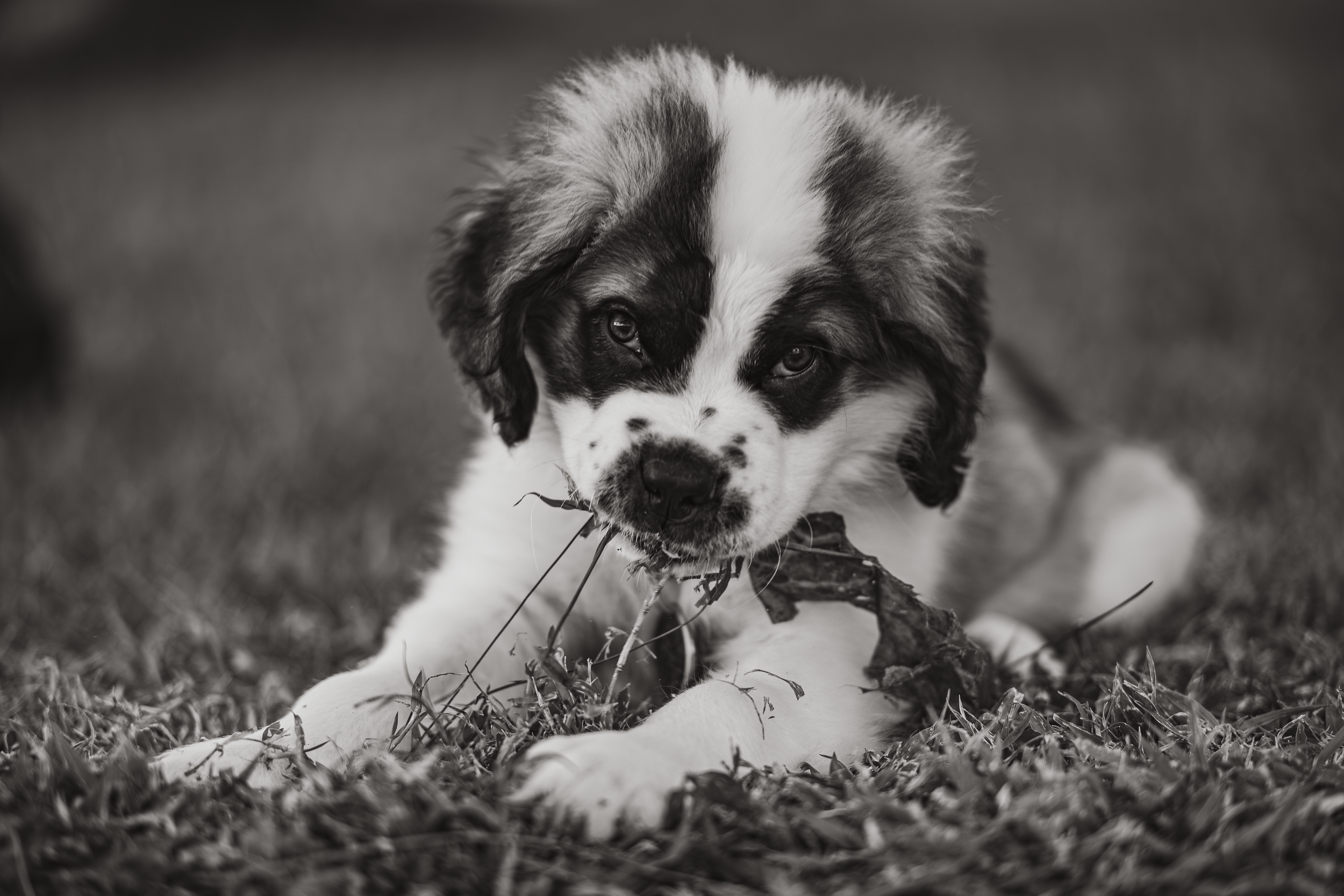 Black and white portrait of Saint Bernard puppy in grass, documentary lifestyle pet photography in Florida.