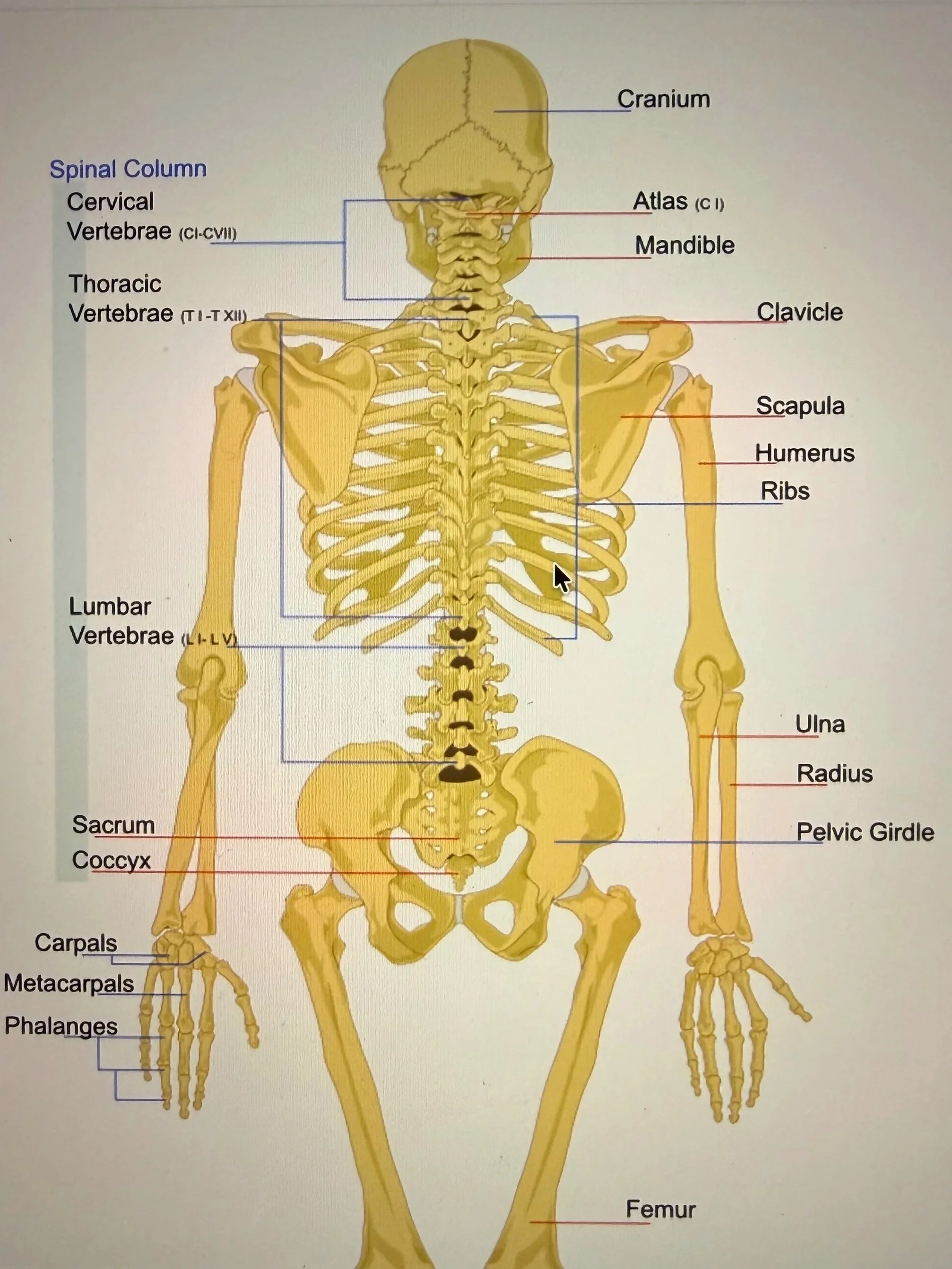 Anatomie im Yoga – Wissen trifft Aha-Momente
