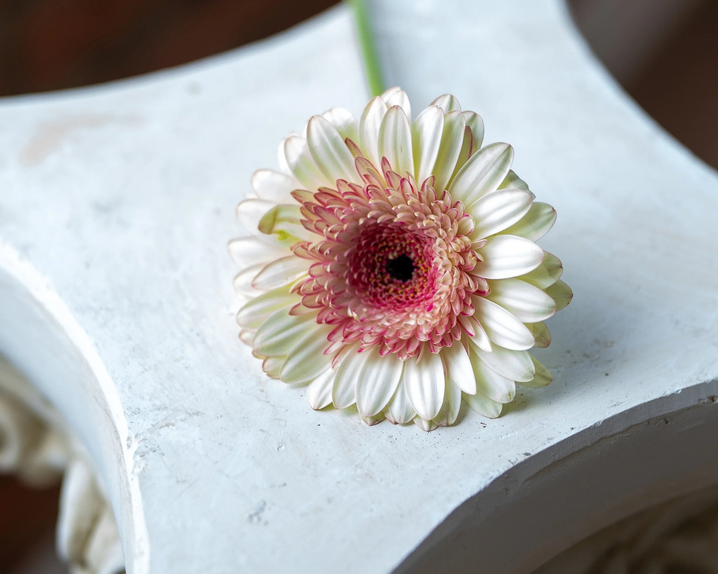A pink and white gerbera daisy flower lying on a white surface.
