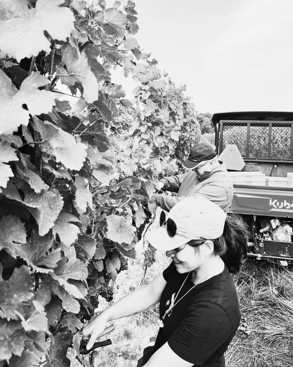 Two people hand harvesting grapes in a vineyard.