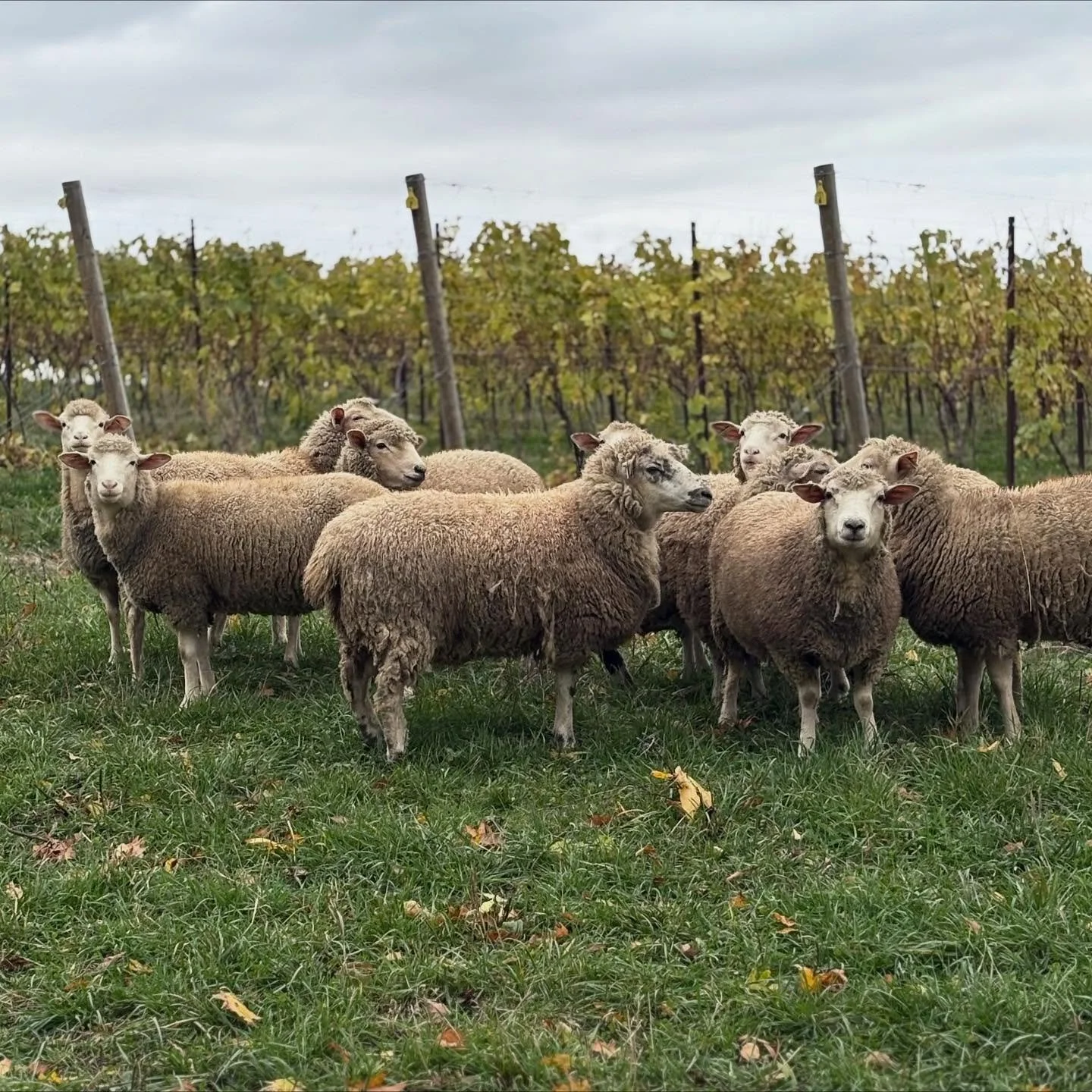Photo of sheep grazing in the vineyard