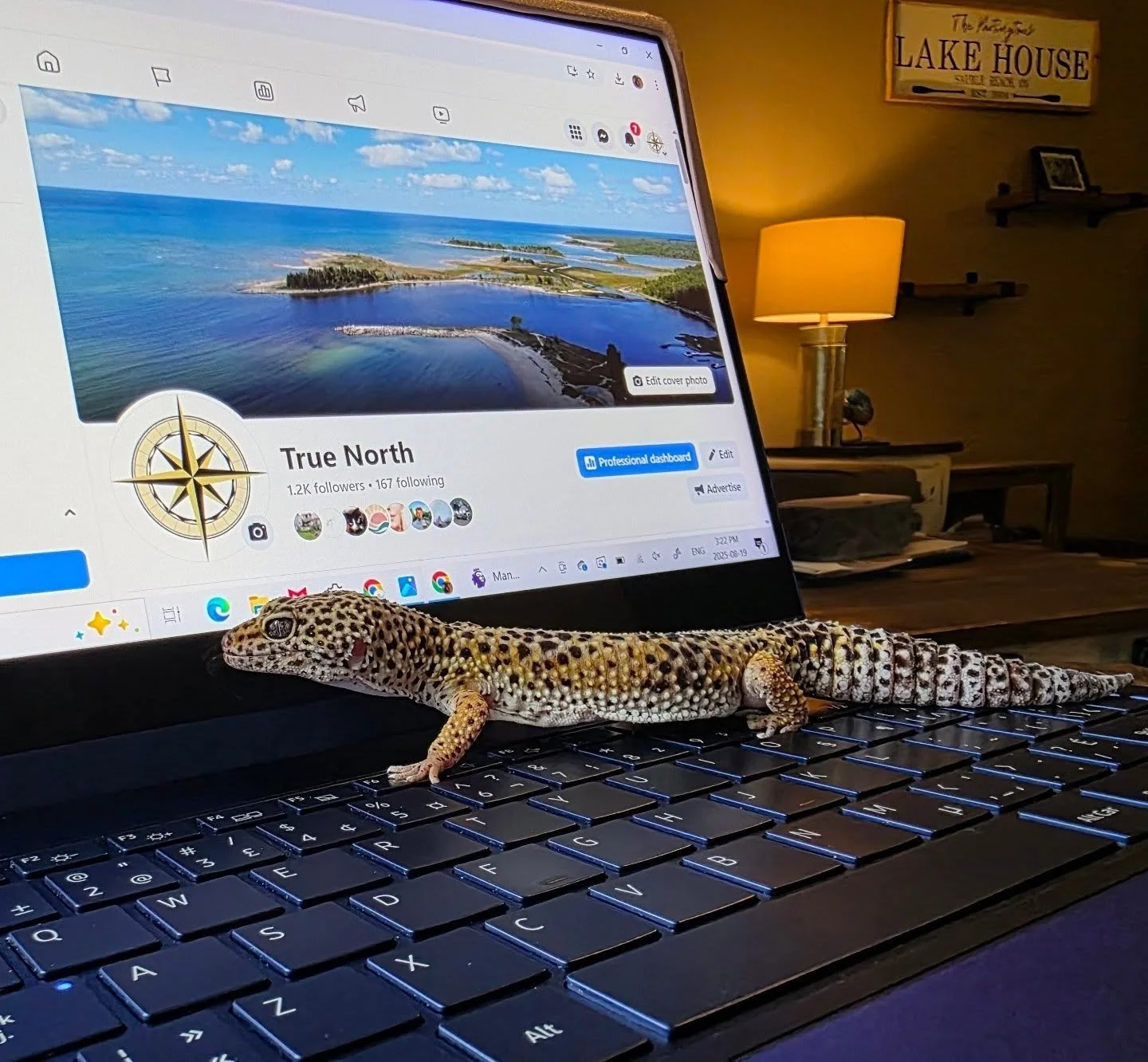 A small leopard gecko laying on a laptop keyboard, with a computer screen in the background displaying a Facebook profile page titled "True North" with a cover photo of a coastal landscape.