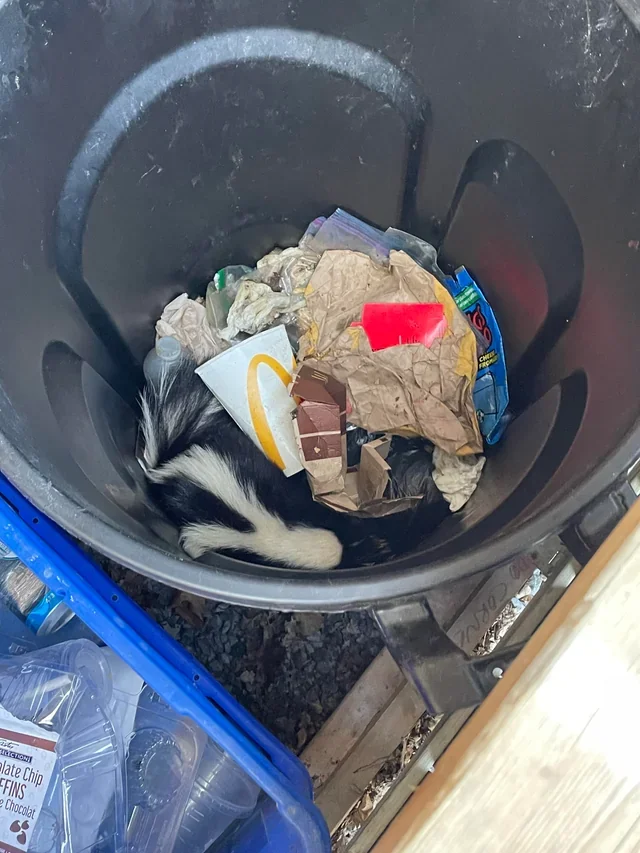 Skunks are literally trash lovers 