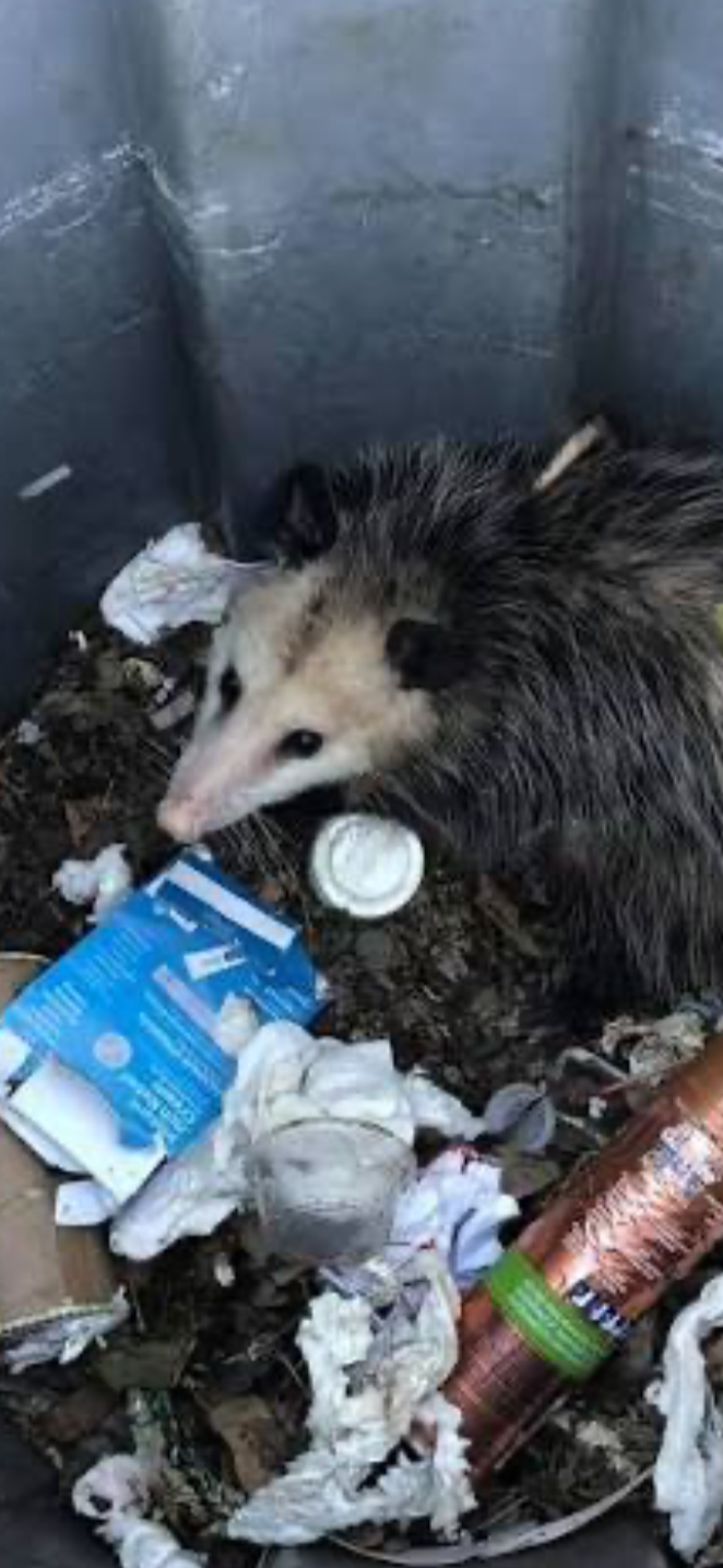 Just what you need when you are in a hurry, Mr. Opossum 