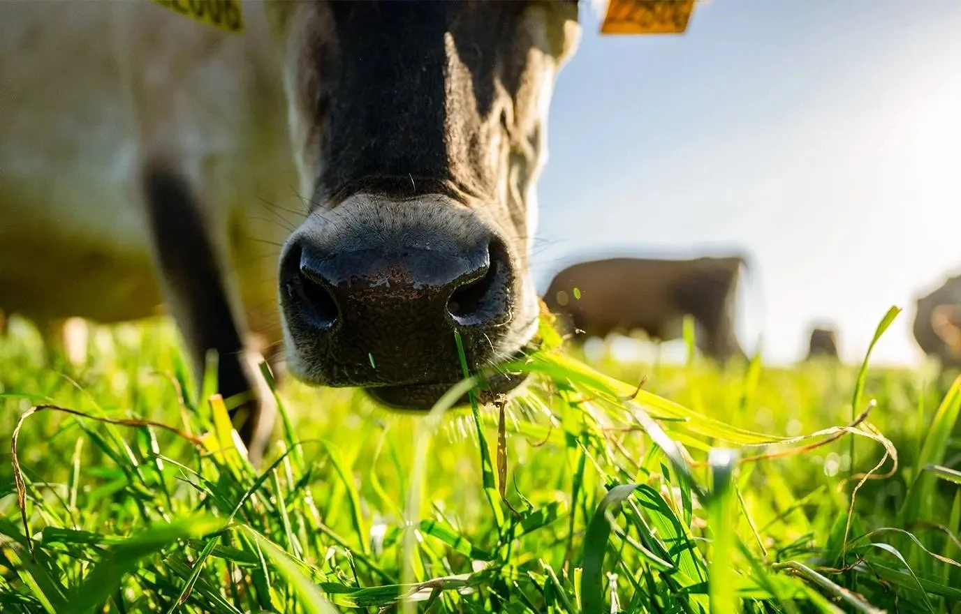 Why 100% Grass Fed &amp; Finished Beef Makes Better Jerky